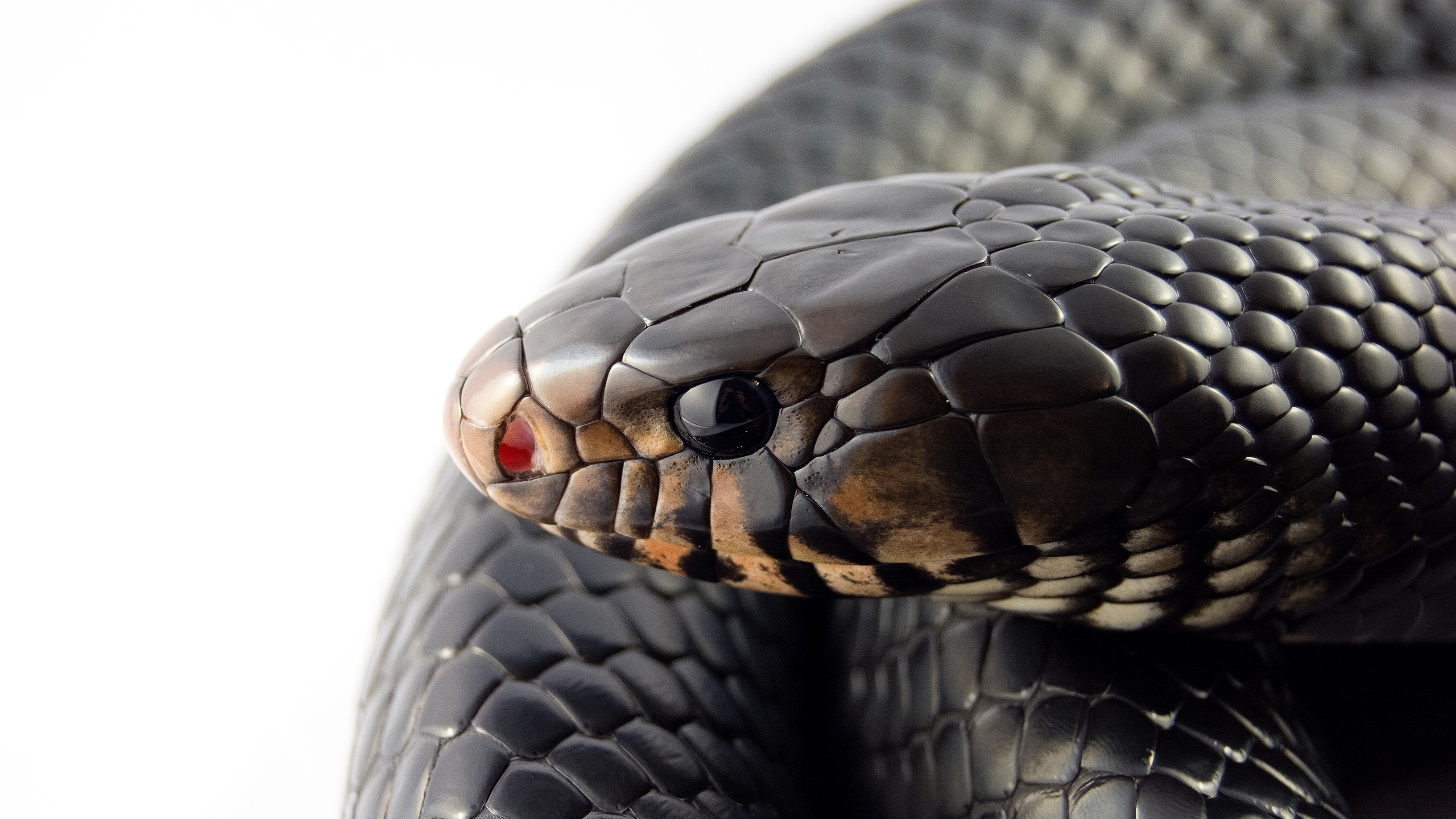 Animal Snake HD Wallpaper