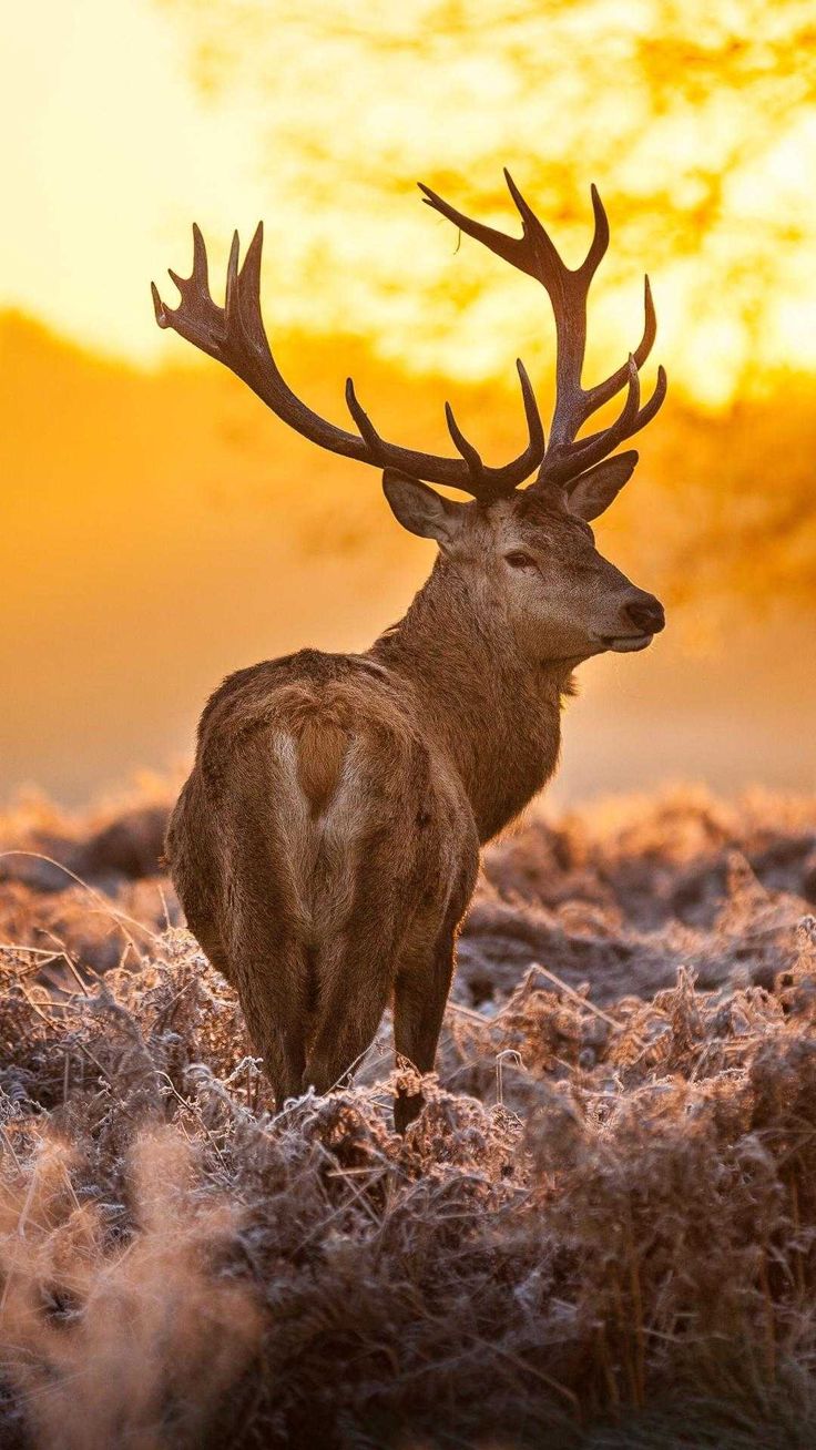 Deer Wallpaper. Deer wallpaper, Deer, Deer background