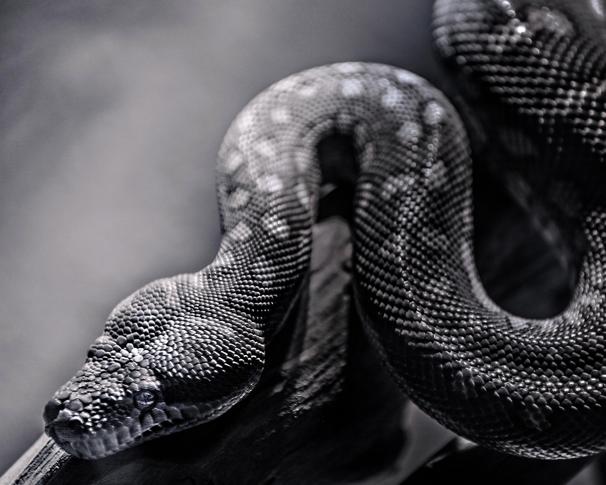 2560x2048 black mamba windows wallpaper