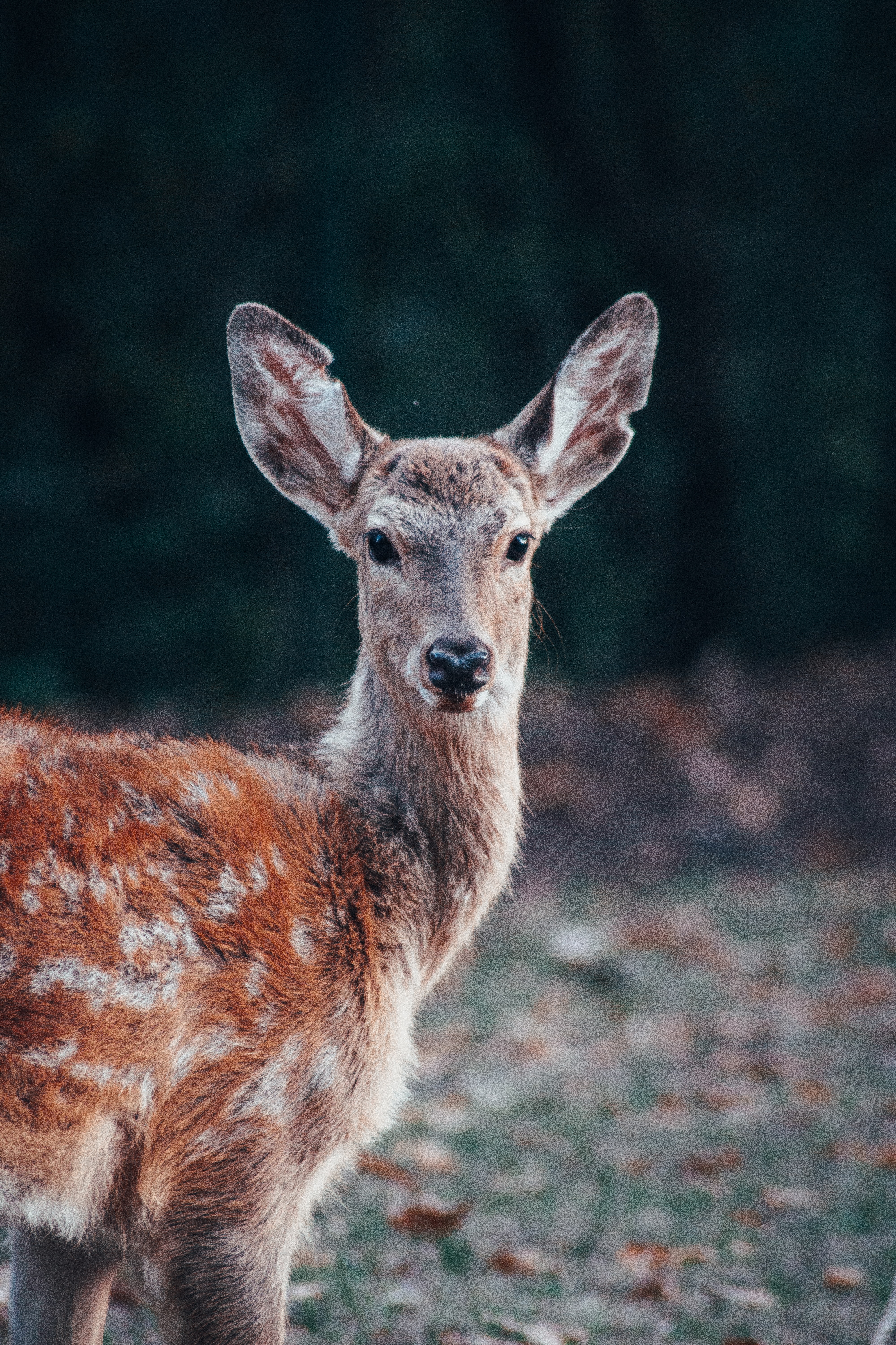Deer Wallpaper: Free HD Download [HQ]