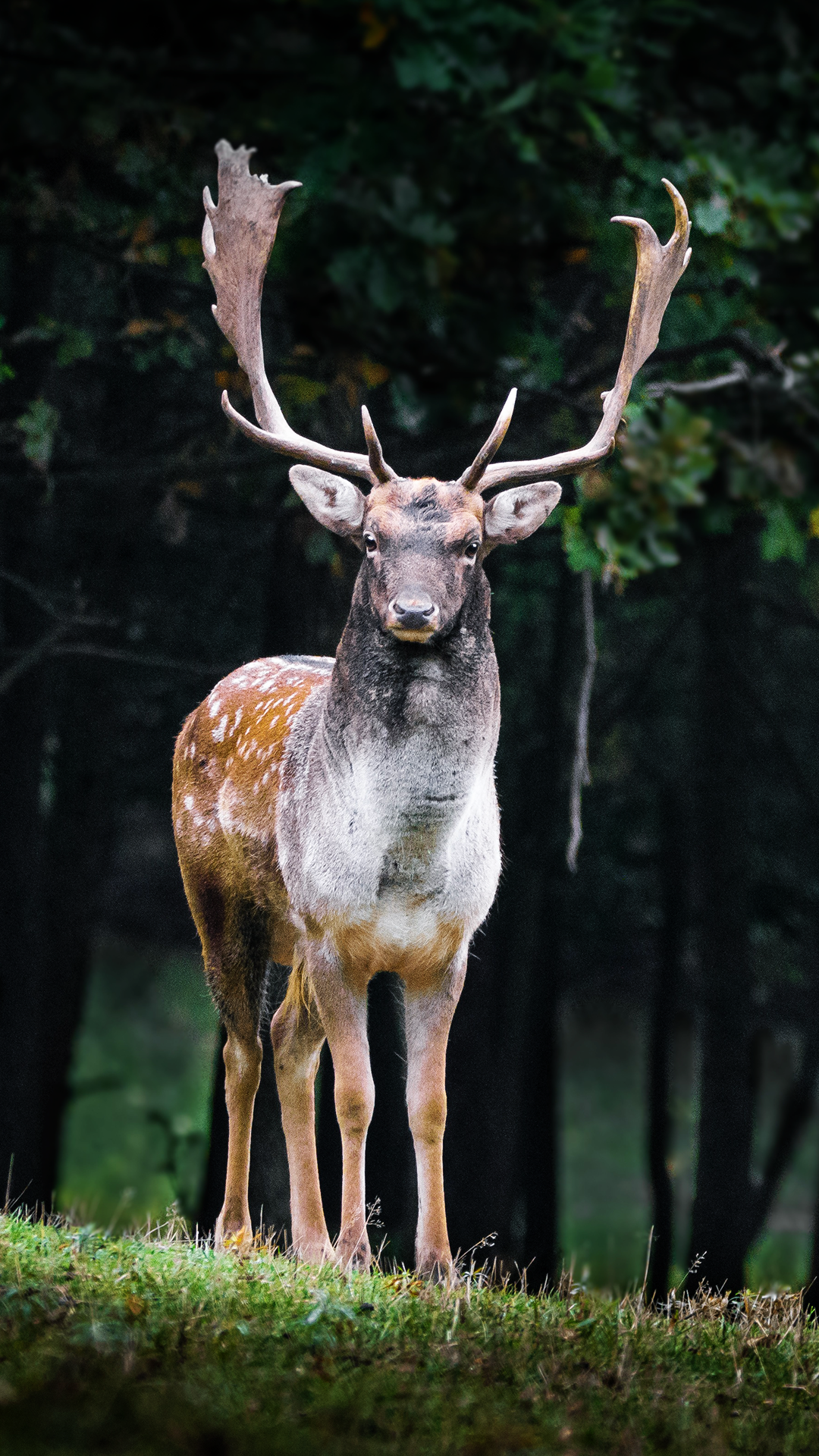 Fallow Deer Wallpaper 4K Phone
