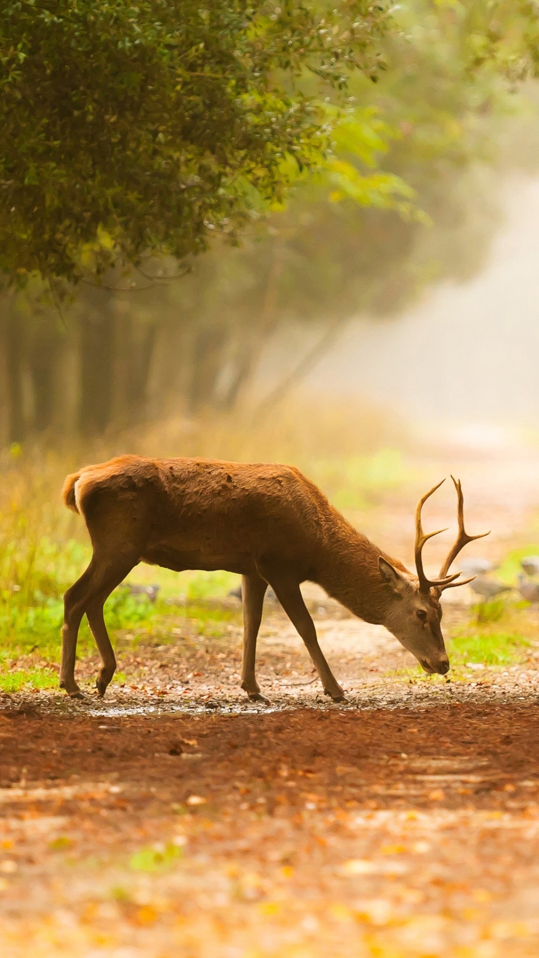 Beautiful deer Wallpaper Download