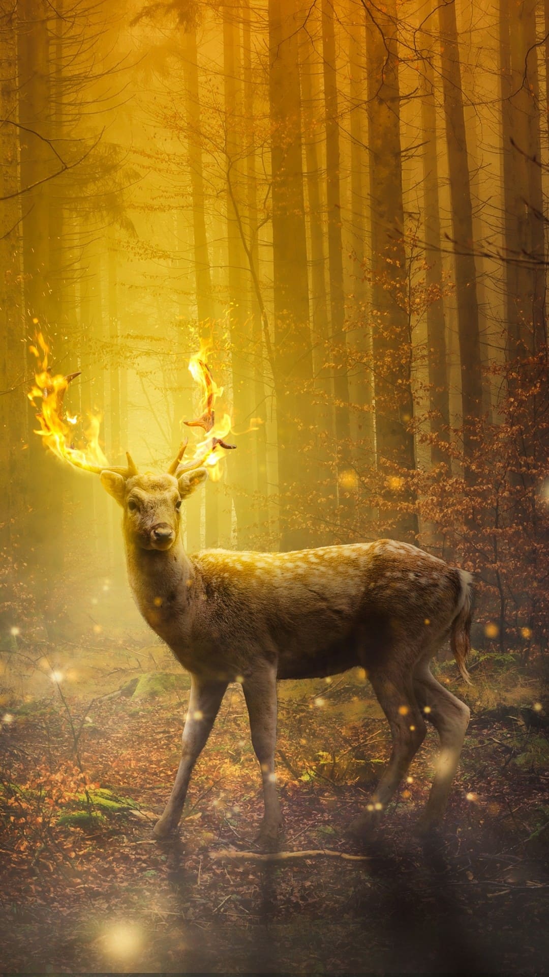 Deer Wallpaper Deer Wallpaper [ HQ ]
