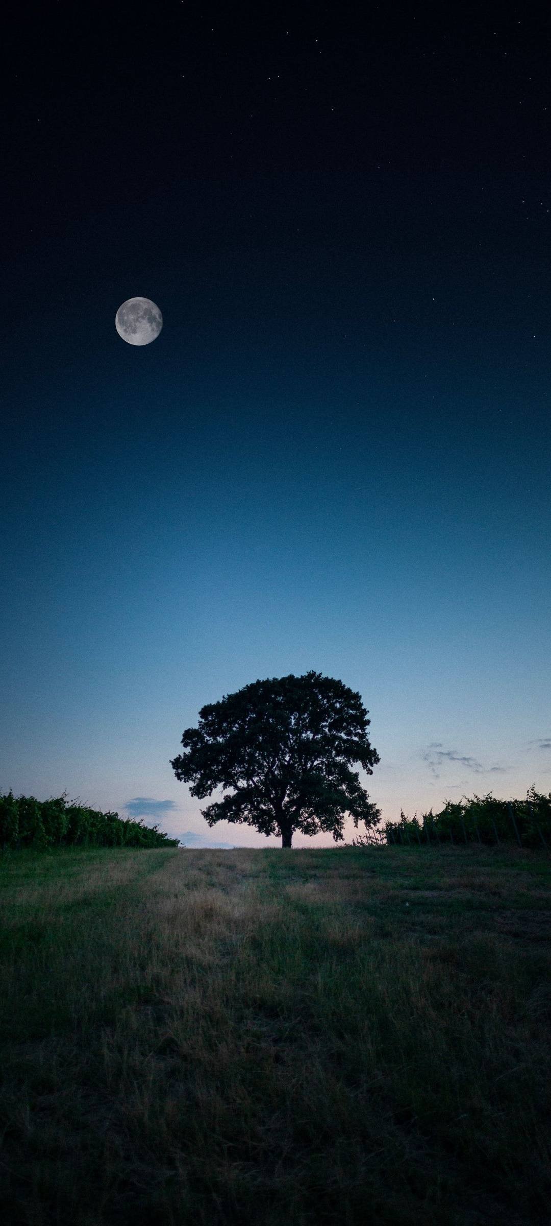 Moon sky tree Wallpaper Download