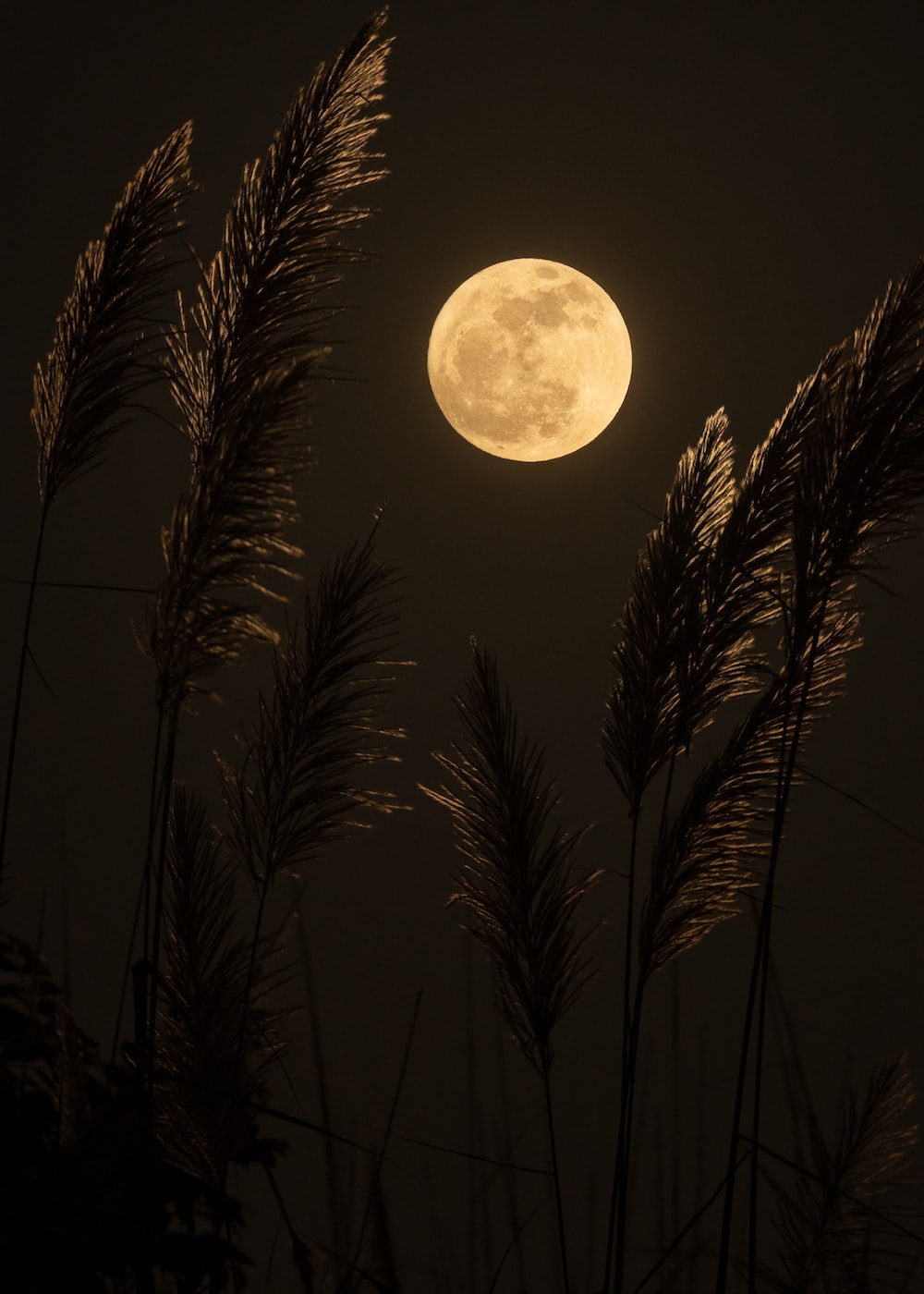 Moon Wallpaper: Free HD Download [HQ]