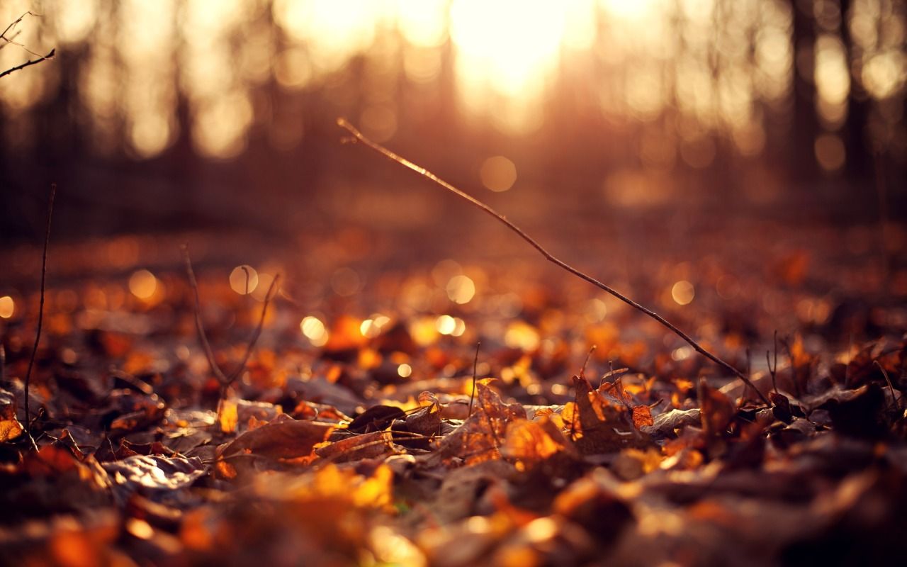 Fall Aesthetic Wallpaper