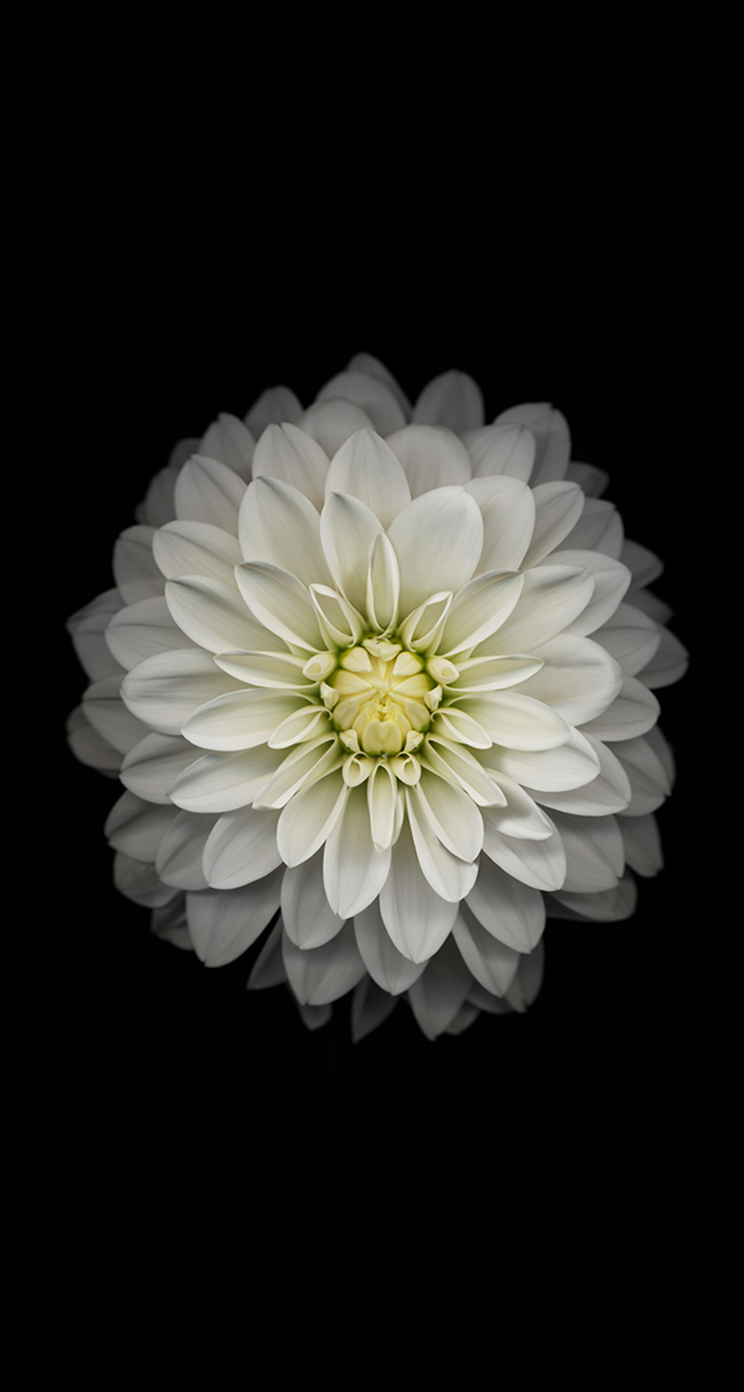 White Flower Wallpaper for iPhone 11, Pro Max, X, 8, 7, 6