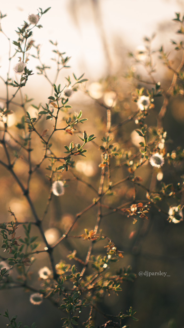 Autumn Phone Wallpaper Parsley