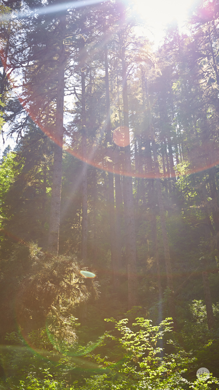 FREE DOWNLOADABLE IPHONE WALLPAPERS _ Sun Shining _ Thinkmakeshareblog