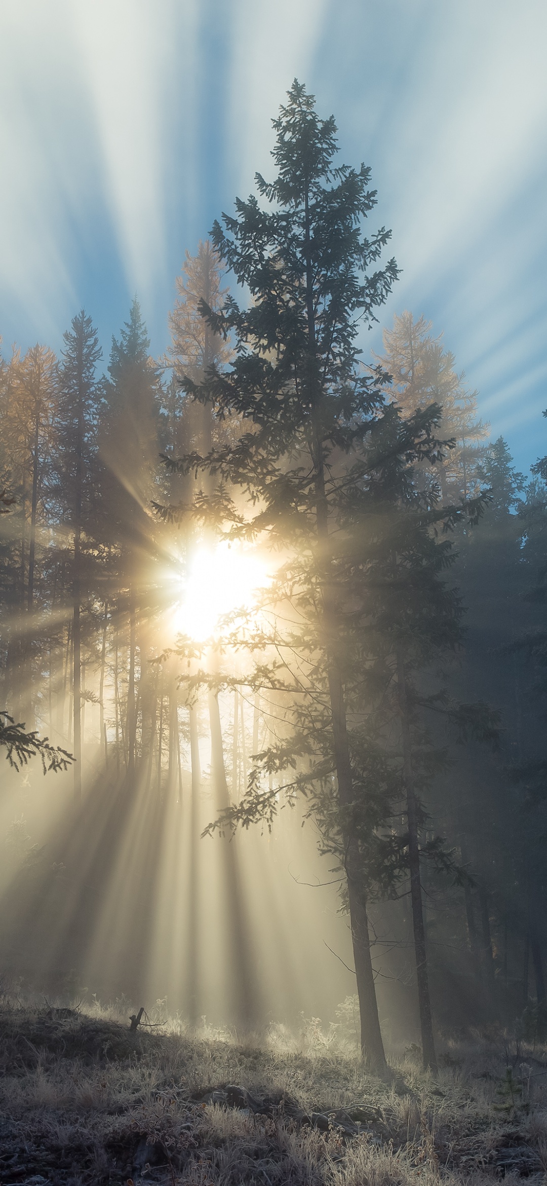 Foggy sunset Wallpaper 4K, Forest, Sun rays, Landscape