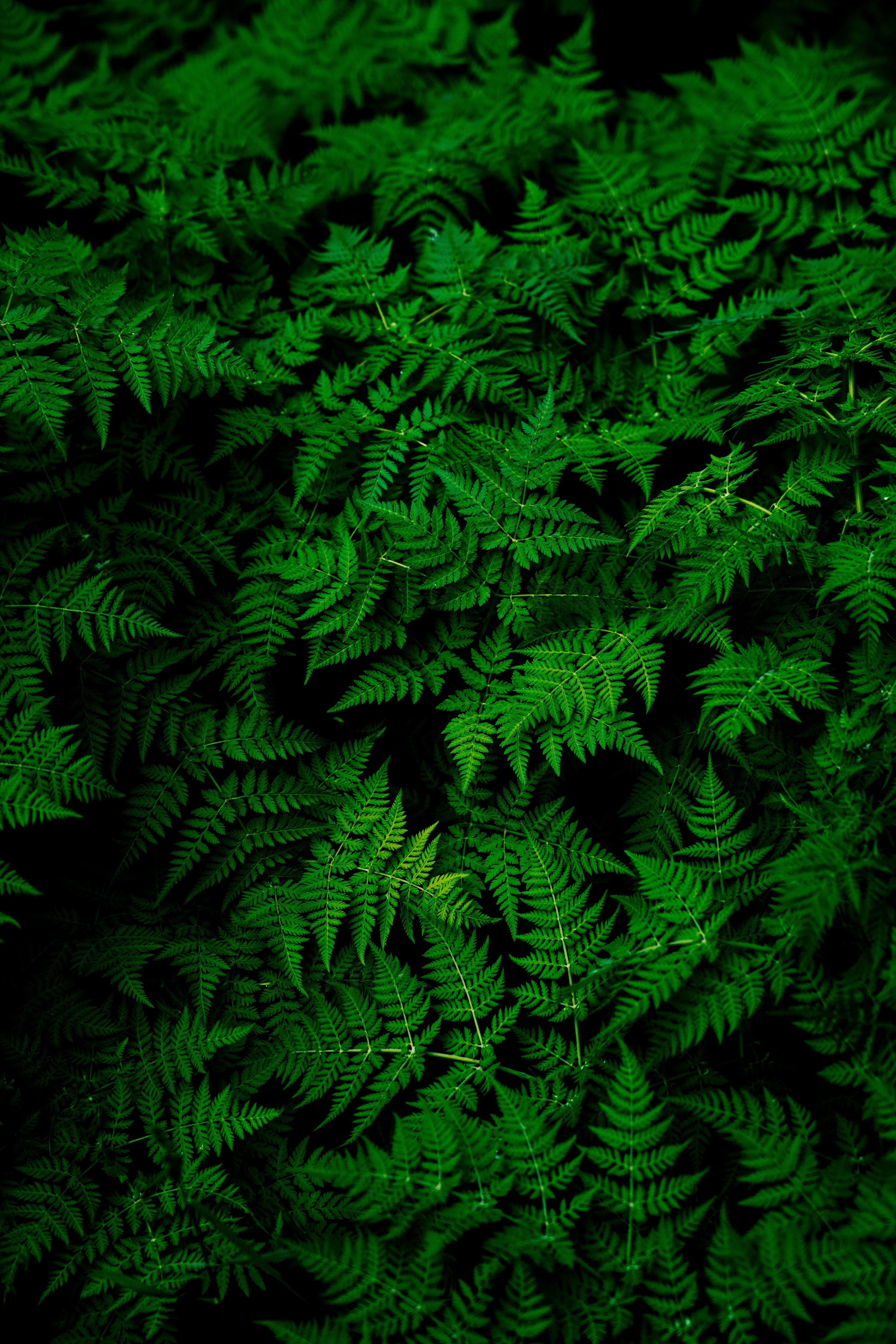 Green wallpaper for your phone, free download Green picture