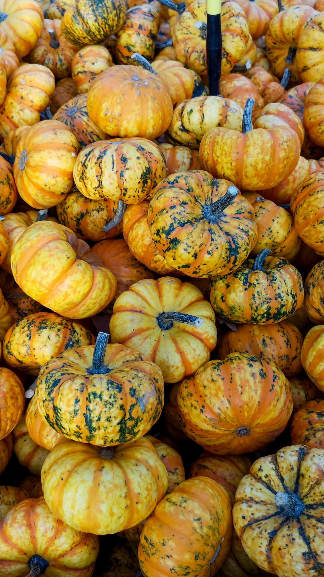 Pumpkin Love Phone Wallpaper