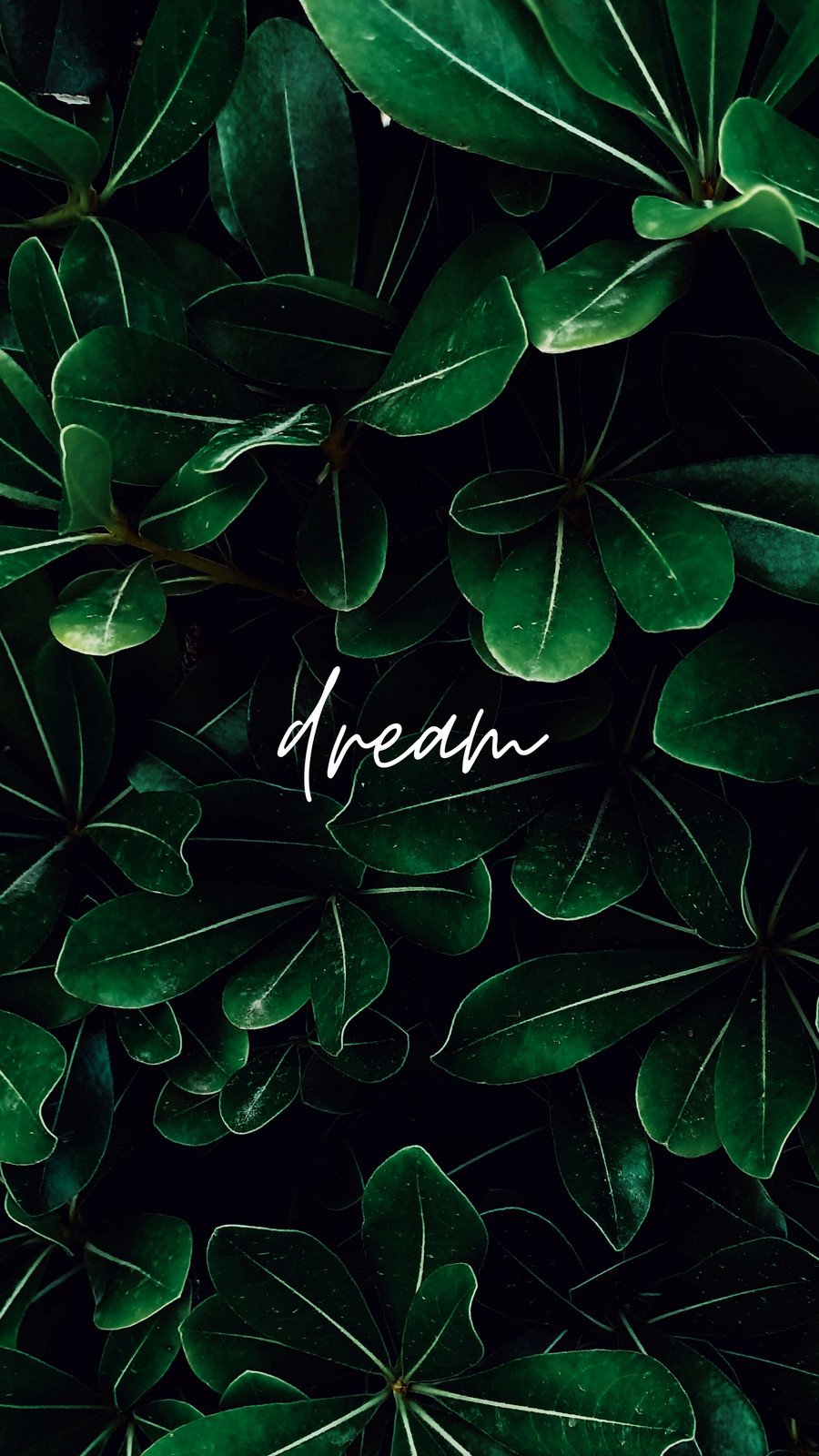 aesthetic phone wallpaper