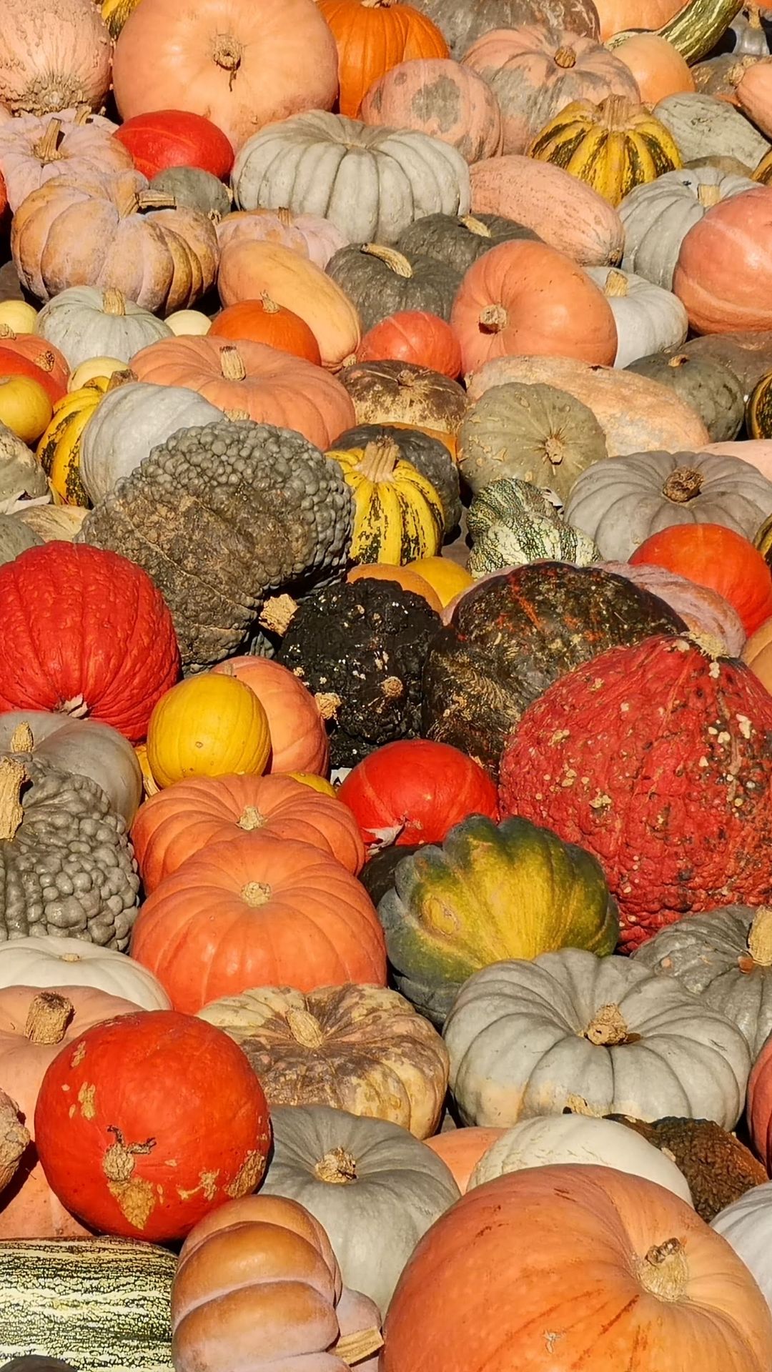 Pumpkin Love Phone Wallpaper by smileyioana.com