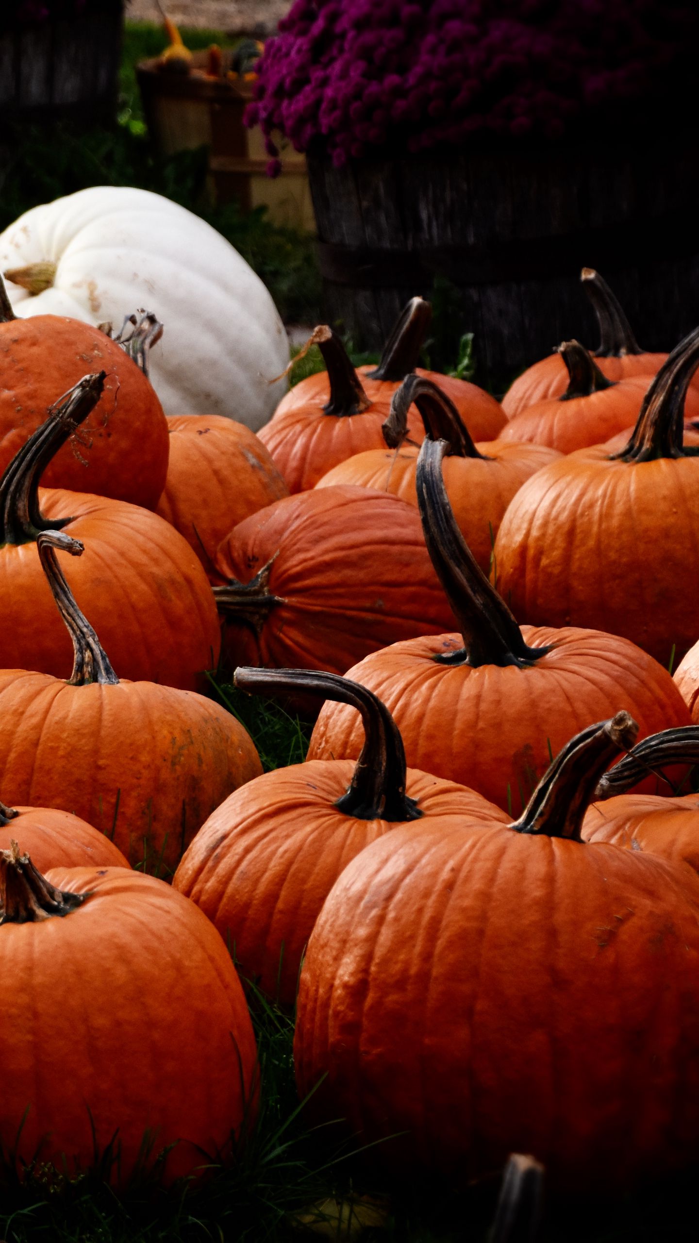 Download wallpaper 1440x2560 pumpkin, autumn, harvest qhd samsung galaxy s6, s7, edge, note, lg g4 HD background