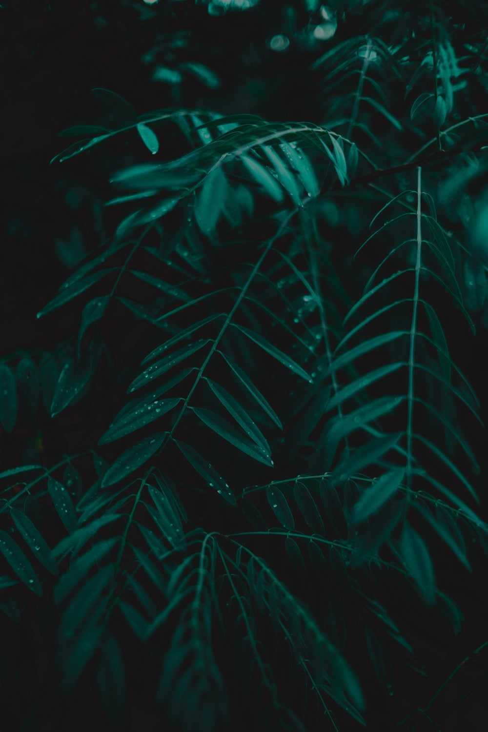 Dark Green Wallpaper