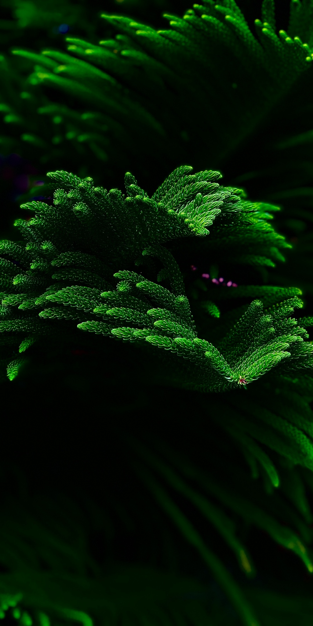 Green plant Wallpaper 4K, Closeup, Dark background