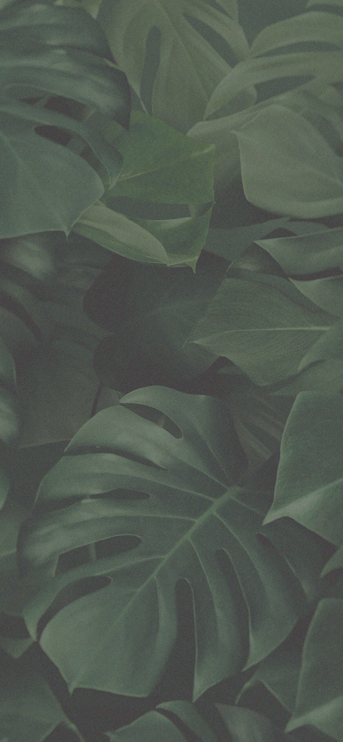 Forest Aesthetic Green Wallpaper Aesthetic Wallpaper for iPhone