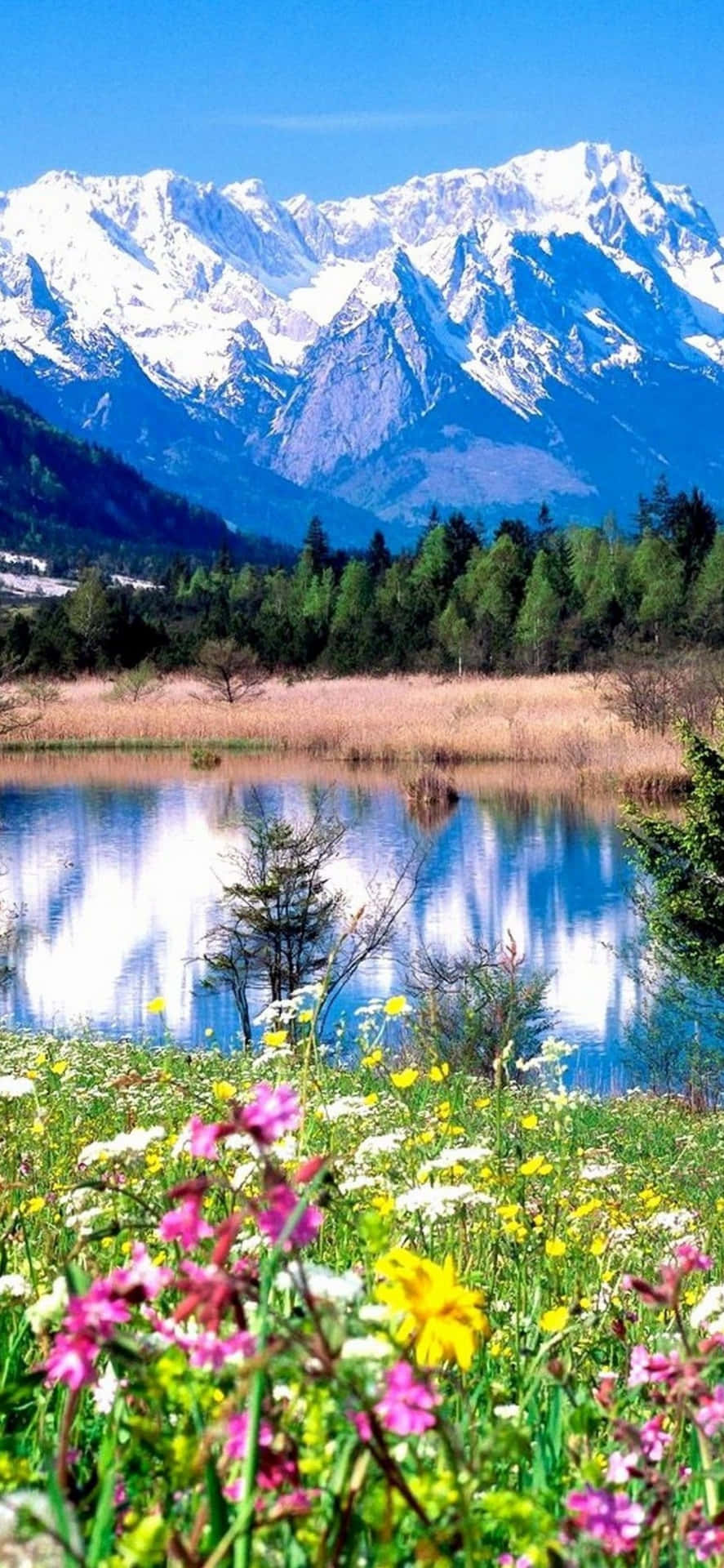 Download Captivating Mountain Landscape on iPhone Background