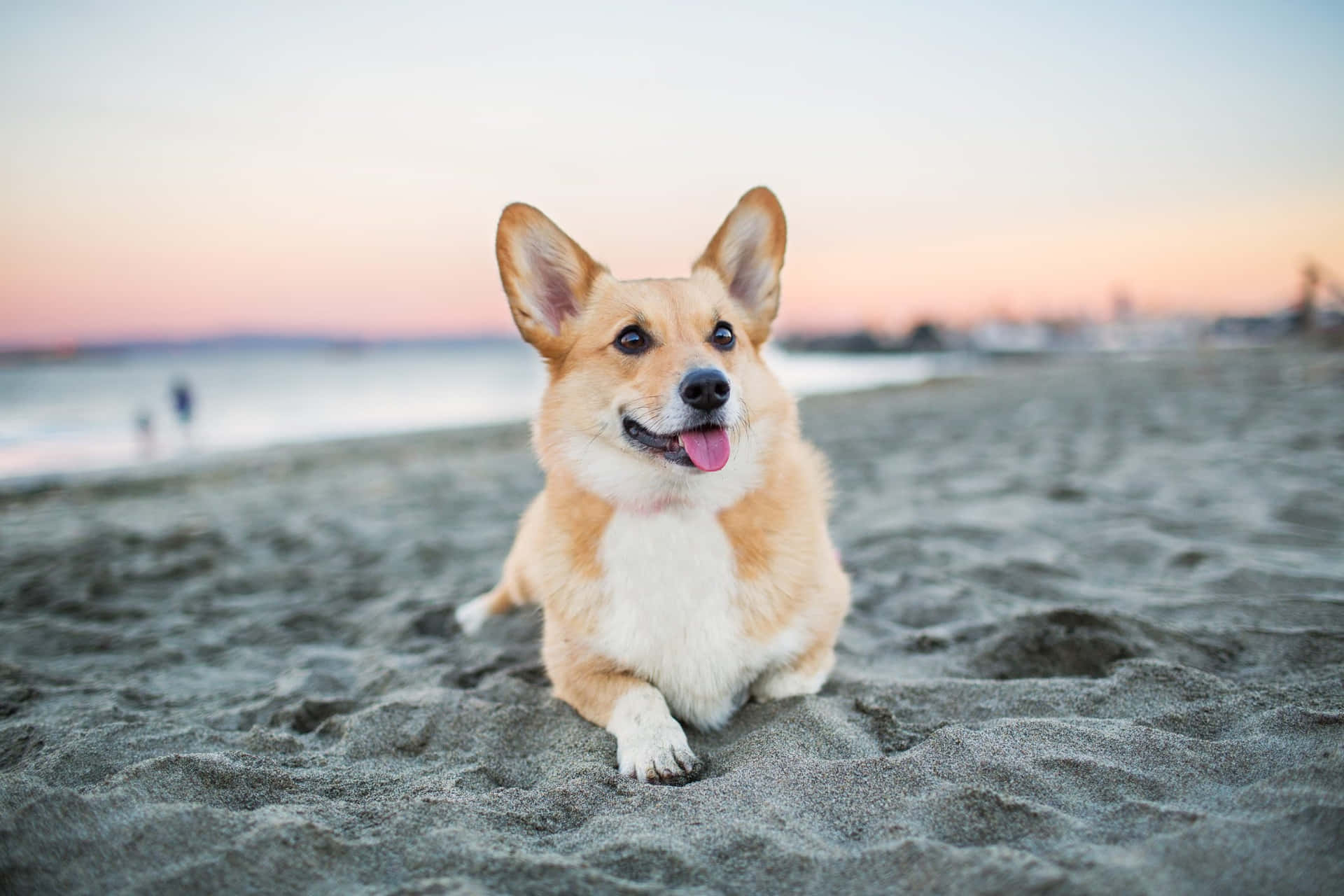 Cute Corgi Picture