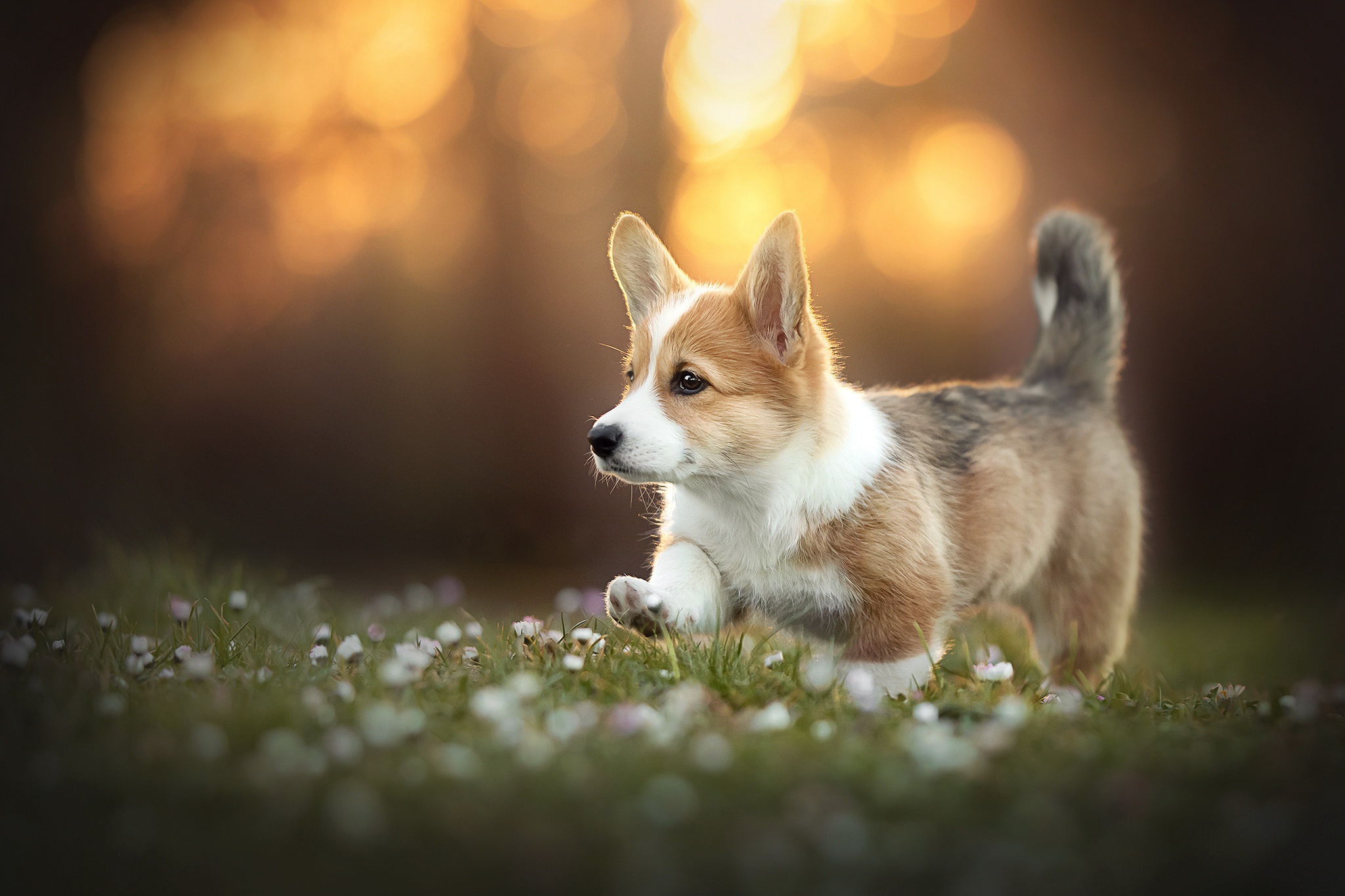 Animal Corgi HD Wallpaper