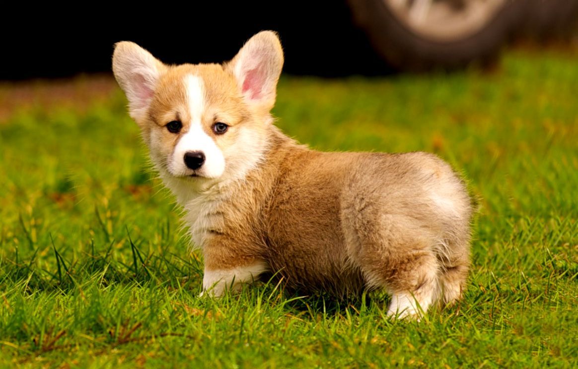 Corgis Collection See All #Wallpaper, #wallpaper #background #animals. Cute corgi, Cute dogs, Cute dogs image