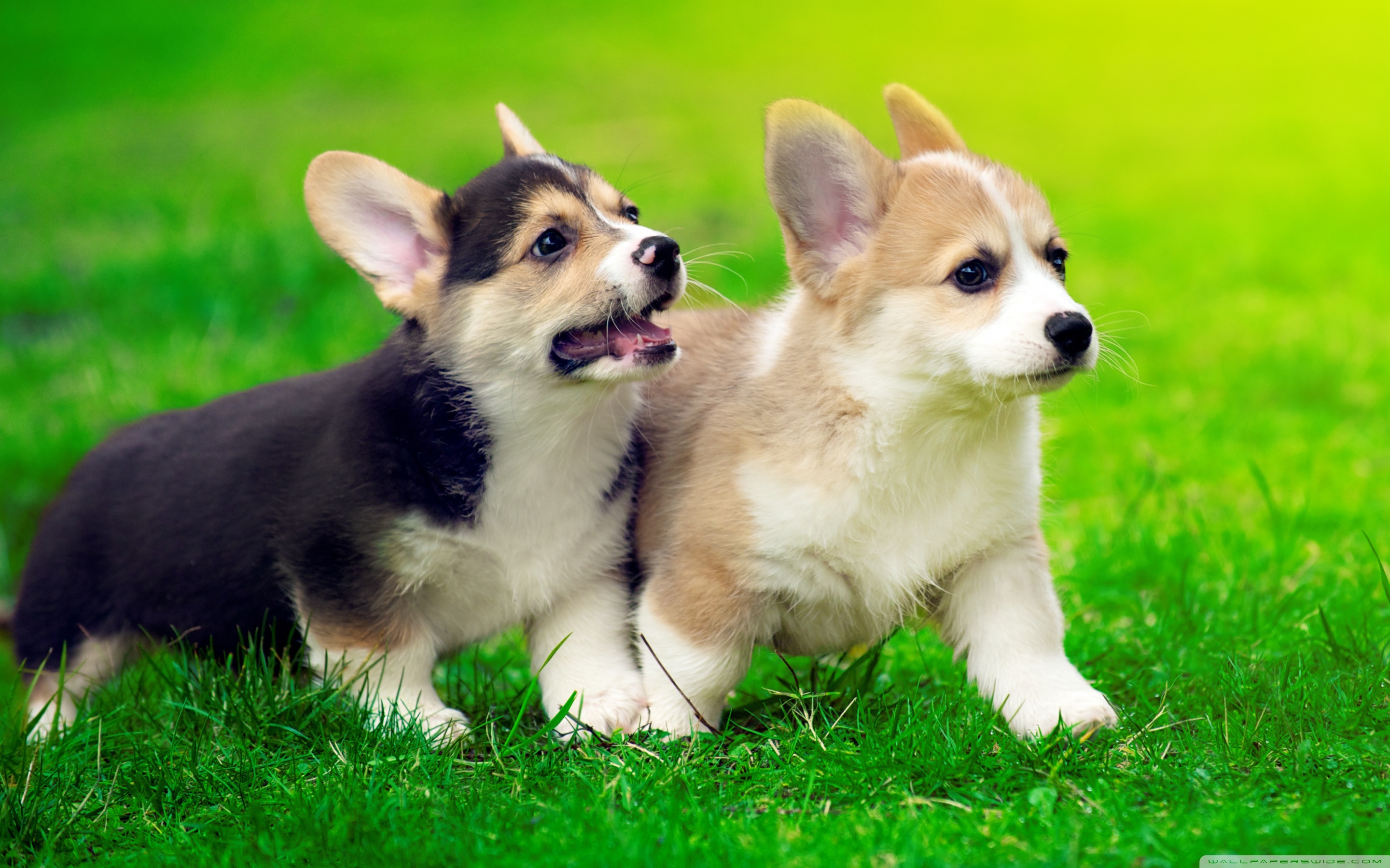 Cute Pembroke Welsh Corgi Puppies Running Ultra HD Desktop Background Wallpaper for 4K UHD TV, Widescreen & UltraWide Desktop & Laptop, Tablet