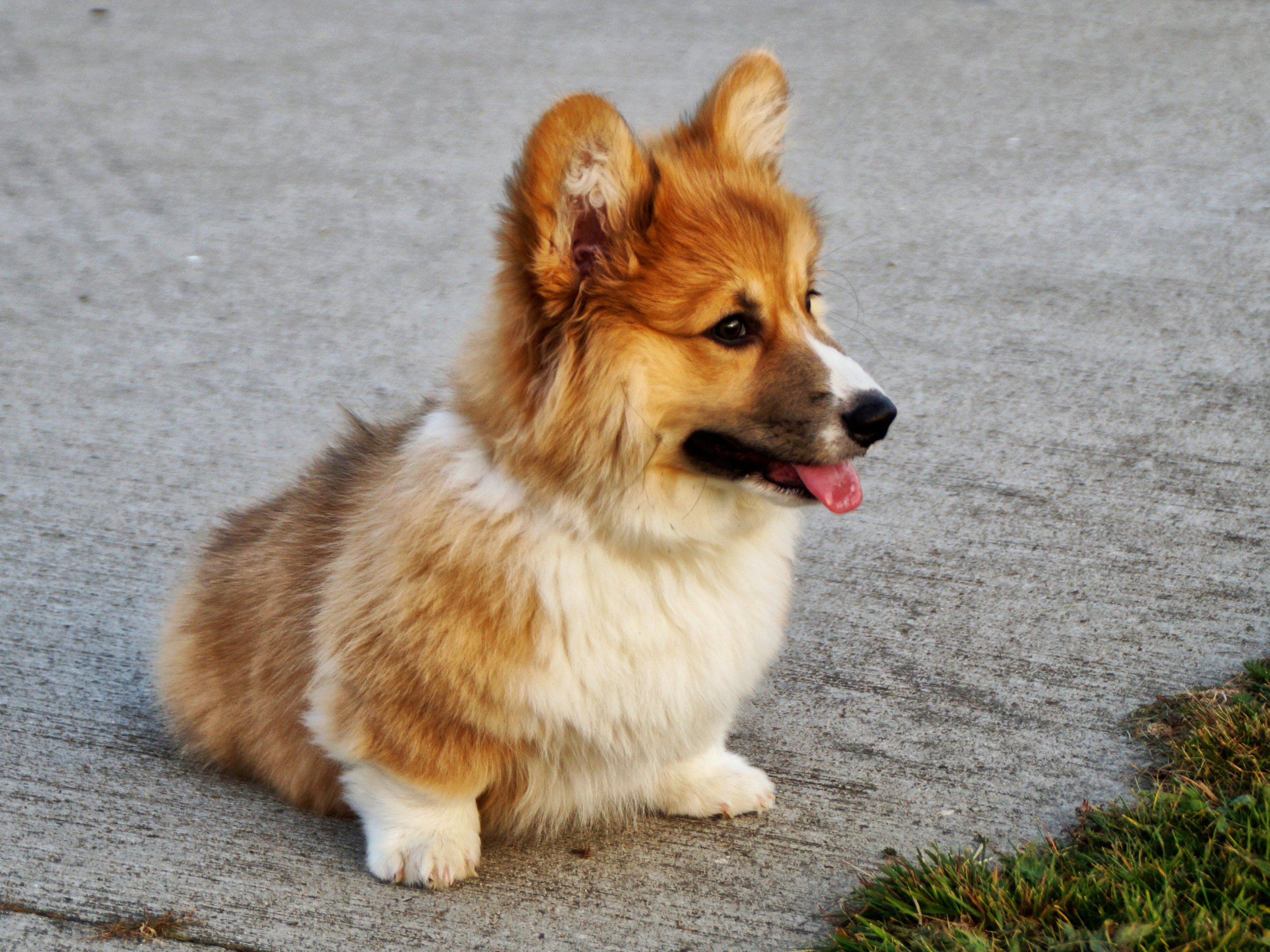 Corgi Wallpaper, Android & Desktop Background