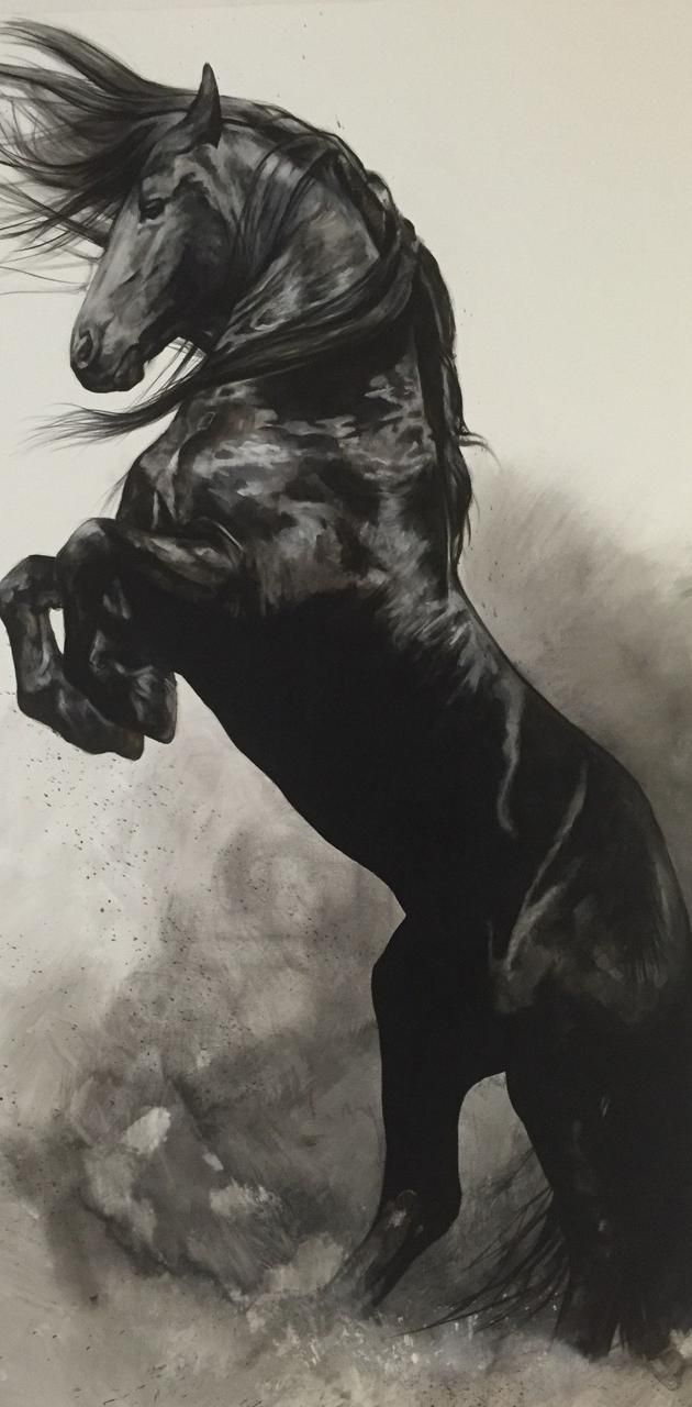 Download Black Horse wallpaper by RJSunsetSingh now. Browse millions of popular amazing Wallpaper. Horse wallpaper, Horses, Horse background