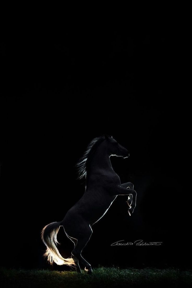 Horse Wallpaper. WhatsPaper. Horse