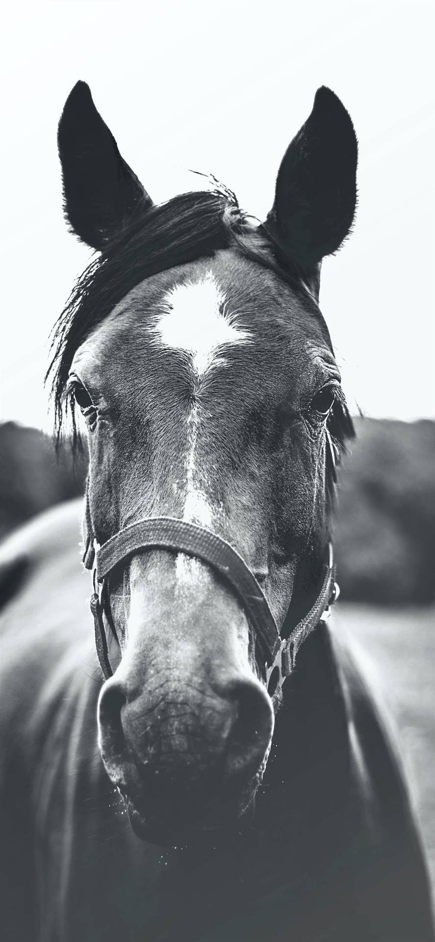Greyscale Horse iPhone Wallpaper
