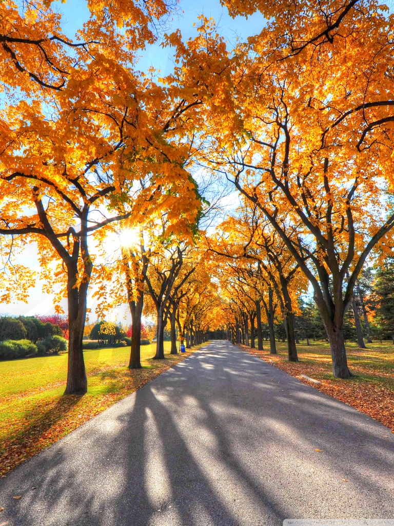 Park Landscape, Autumn Ultra HD Desktop Background Wallpaper for: Multi Display, Dual Monitor, Tablet