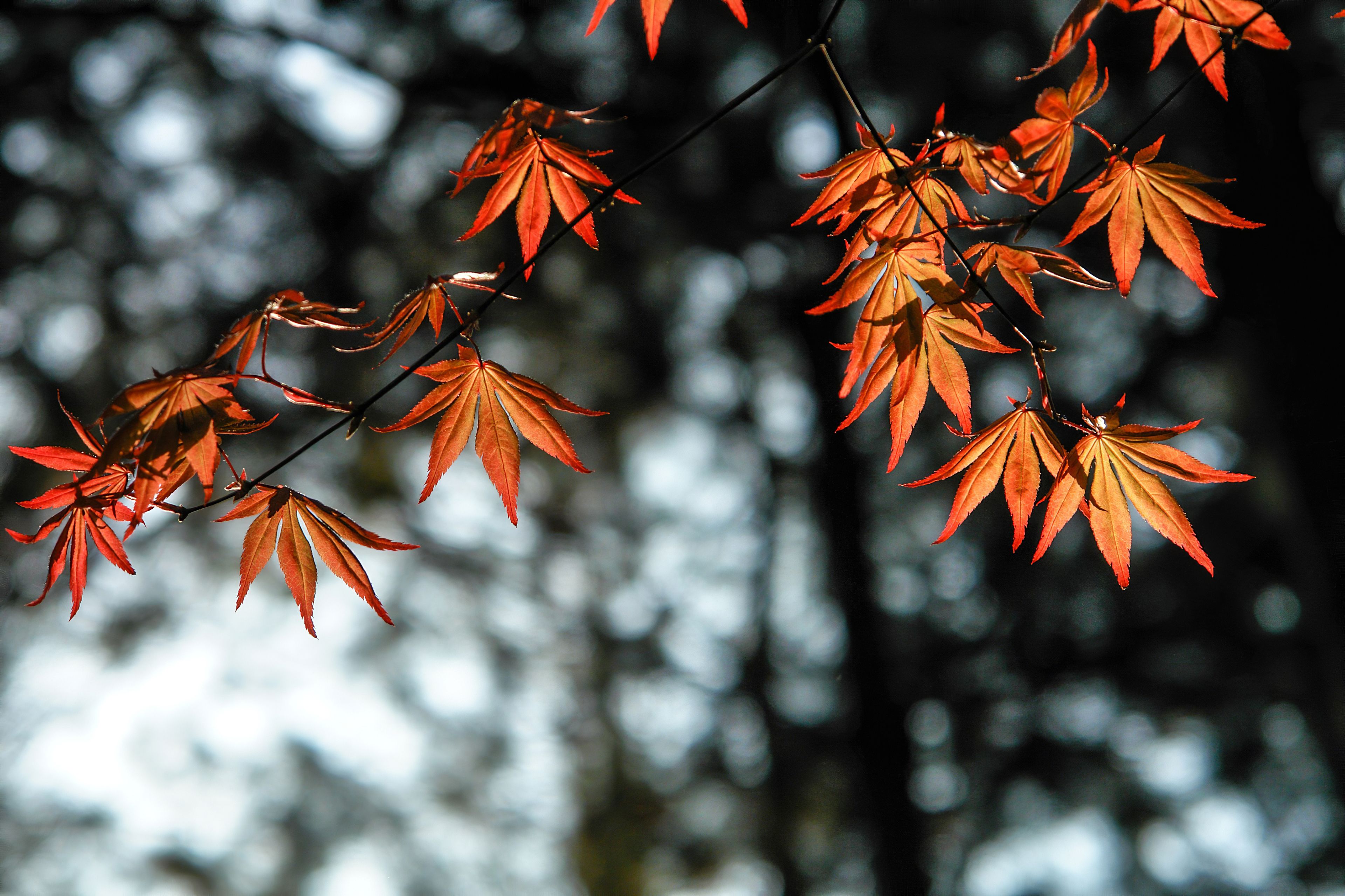 Orange wallpaper 4k, Autumn Leaves