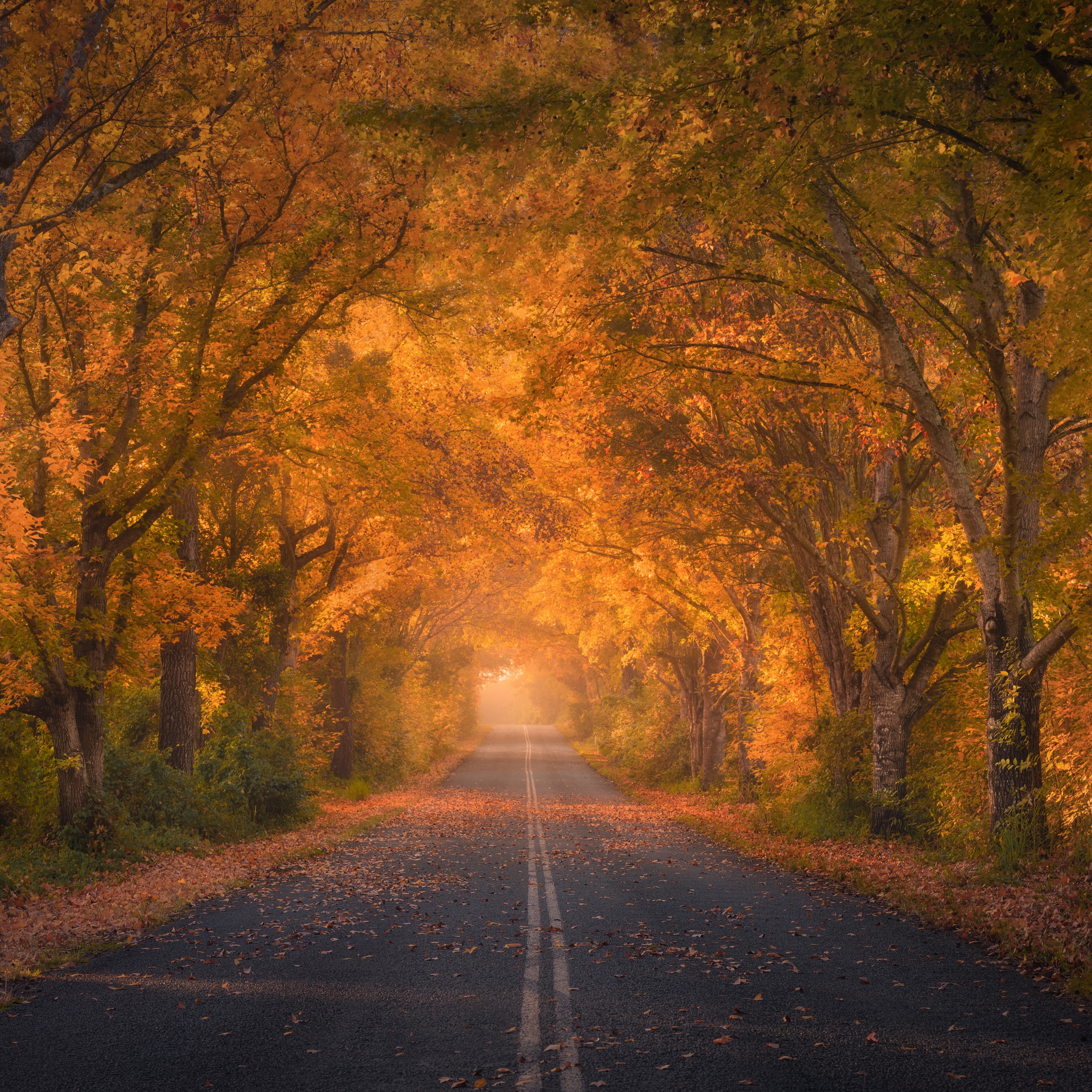 Autumn trees Wallpaper 4K, Road, Autumn colors, Fall Foliage