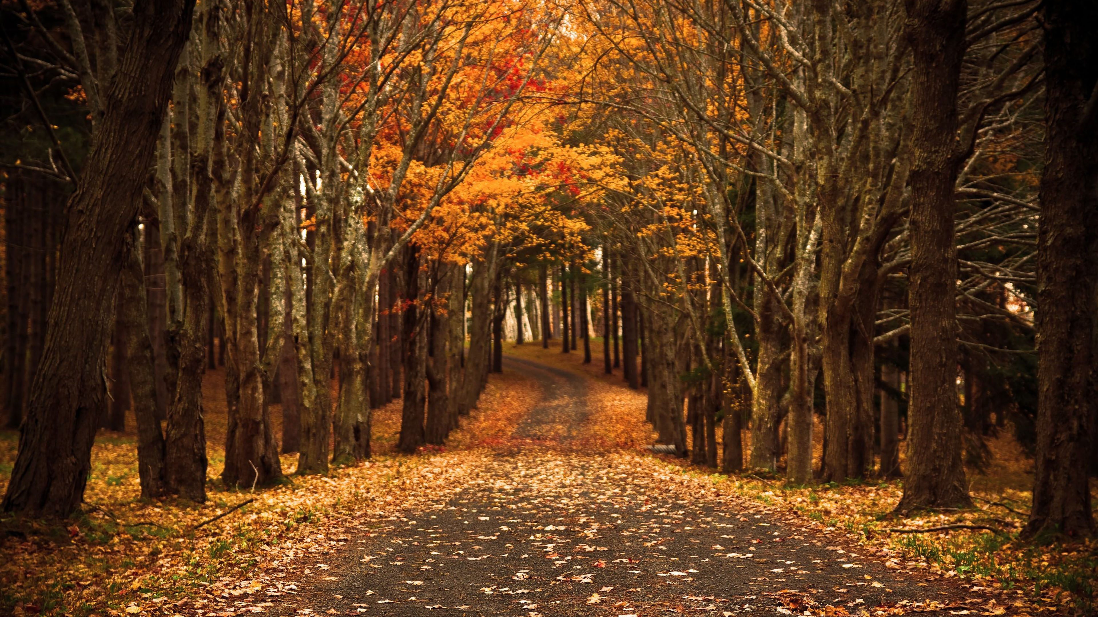 Autumn Road Path Trees Orange Leaves 4K Wallpaper