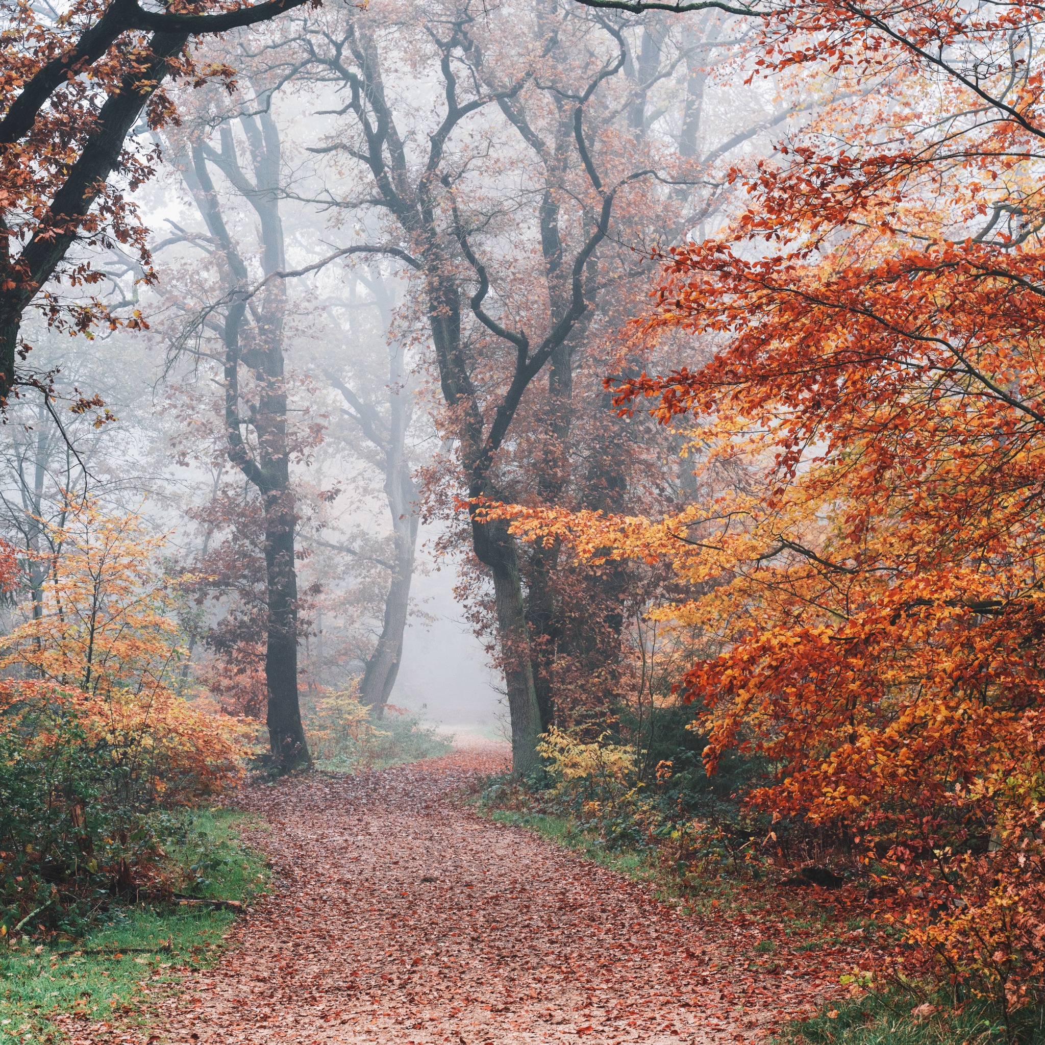 Autumn Wallpaper 4K, Forest, Fall Foliage, Trees