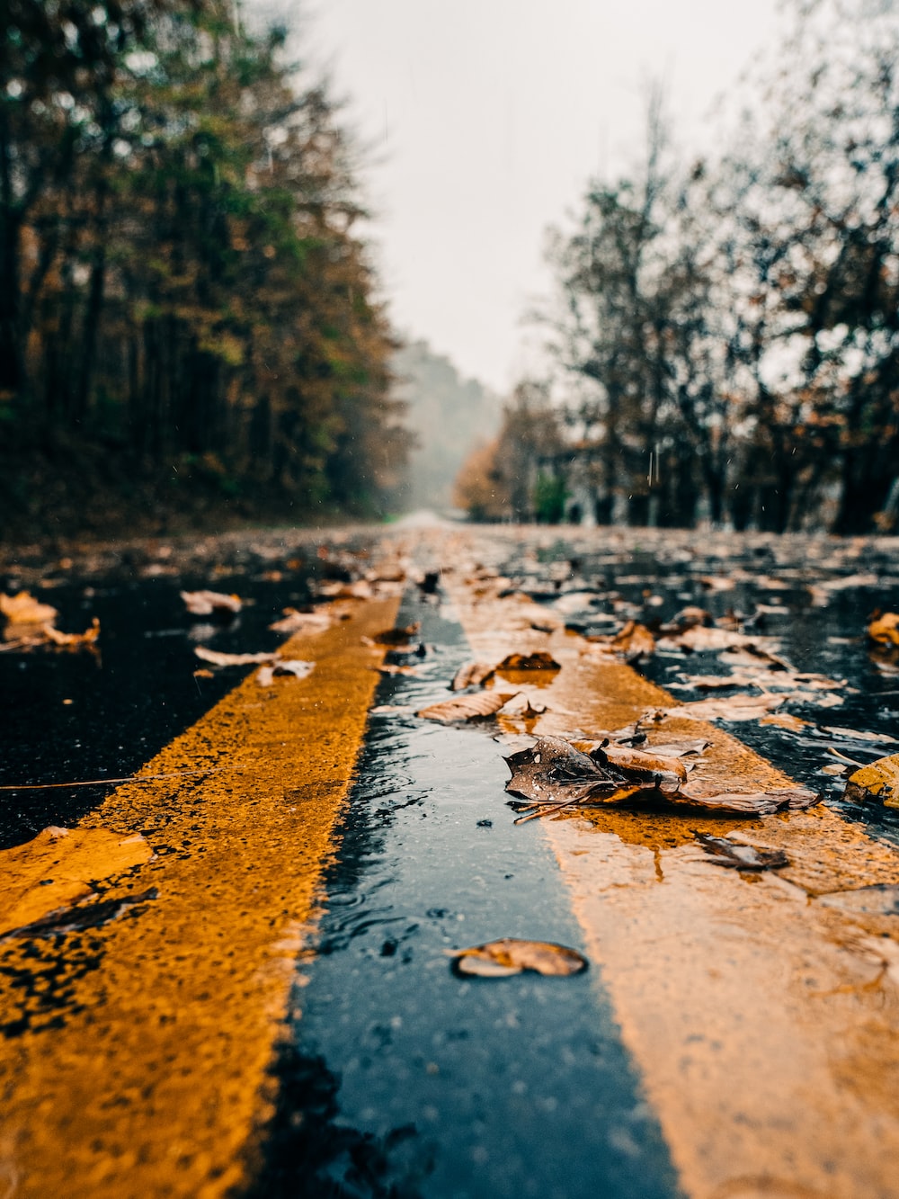 Autumn Rain Picture. Download Free Image