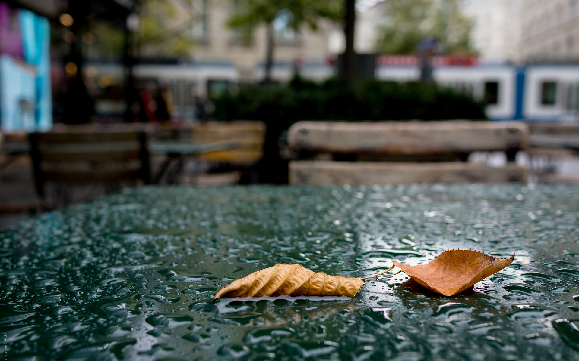 Download Photography Raindrops HD Wallpaper