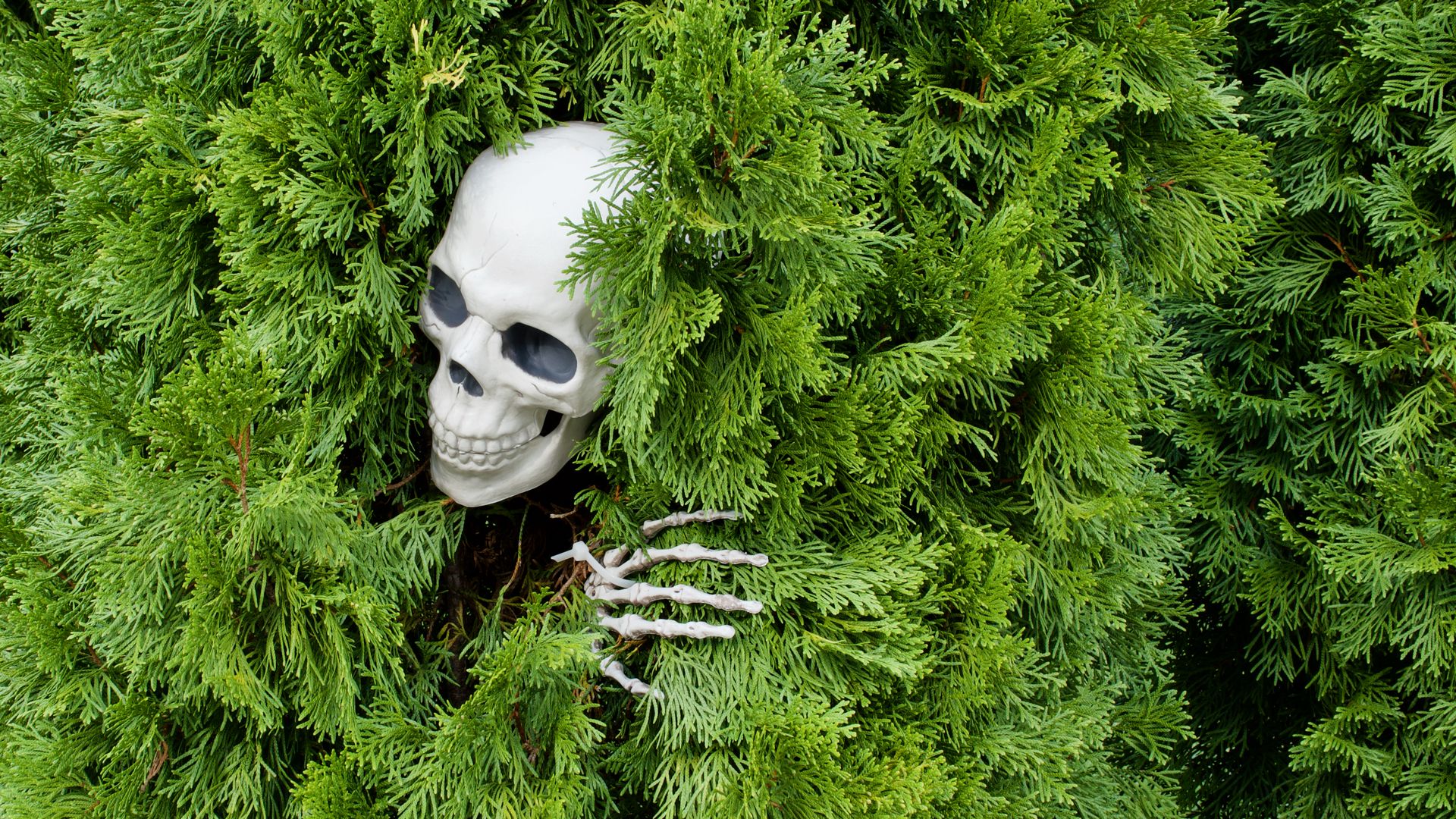 Download wallpaper 1920x1080 skull, skeleton, bush, funny, halloween full hd, hdtv, fhd, 1080p HD background