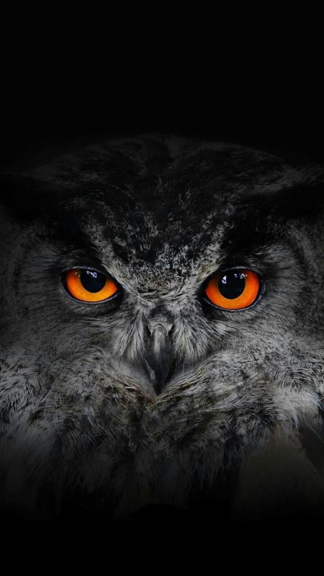 Best Owl iPhone Wallpaper Download