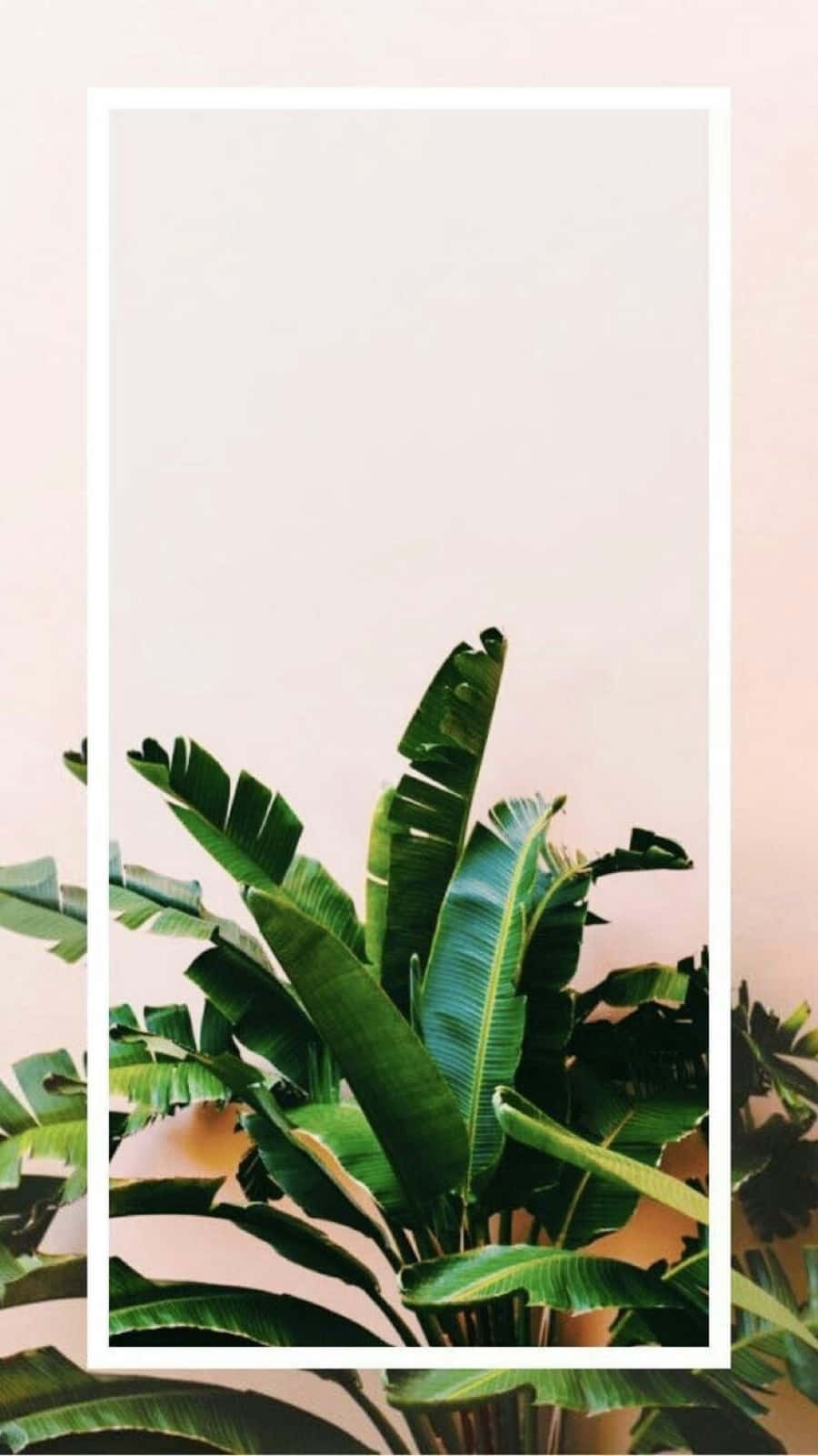 Download Minimalist Pastel Plant