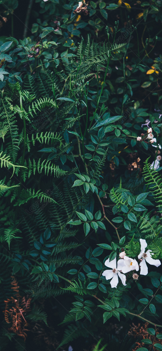 Green Wallpaper Image, HD Picture For Free Vectors Download