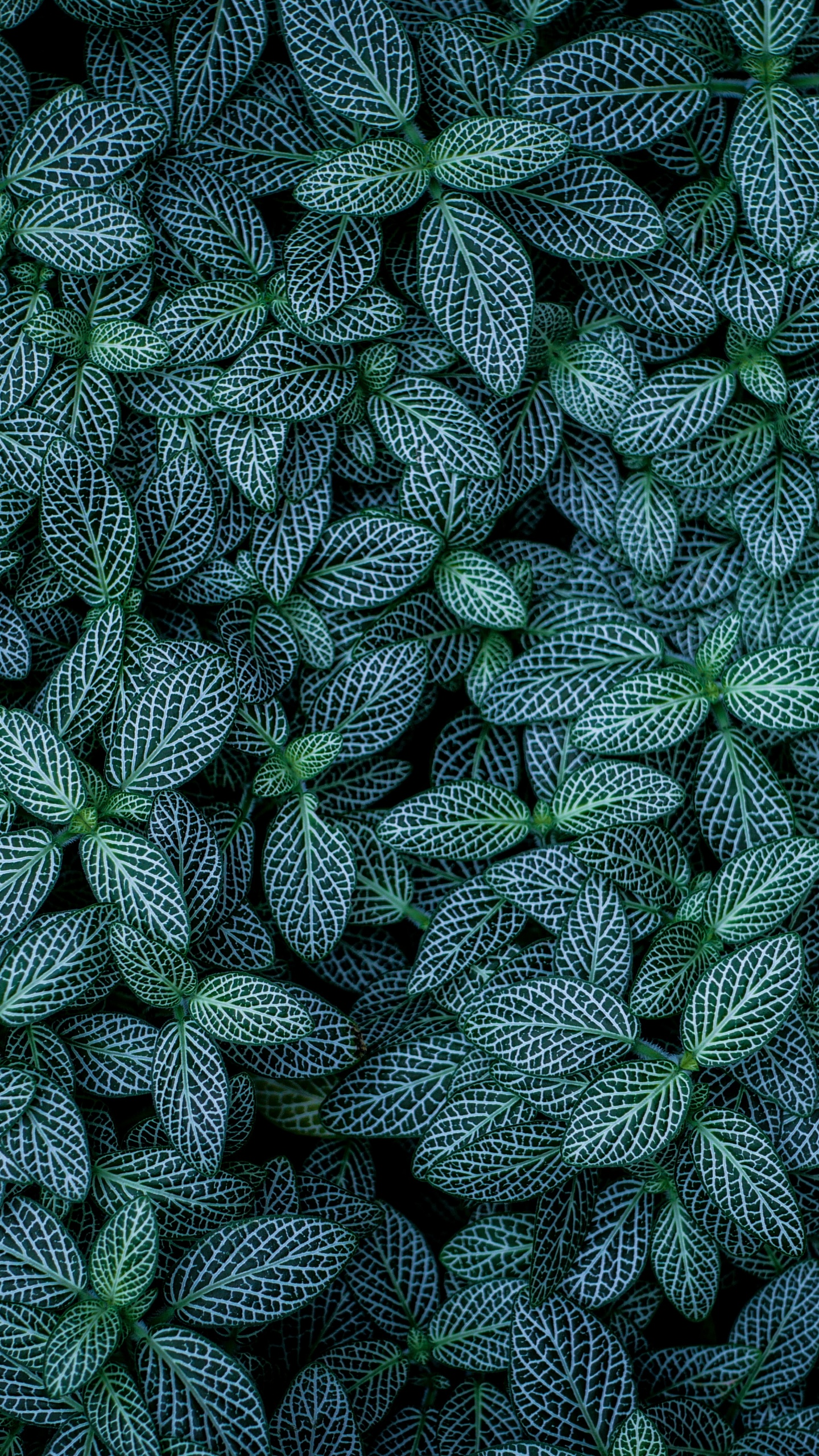 Green leaves Wallpaper 4K, Plants, Leaf Background, Pattern
