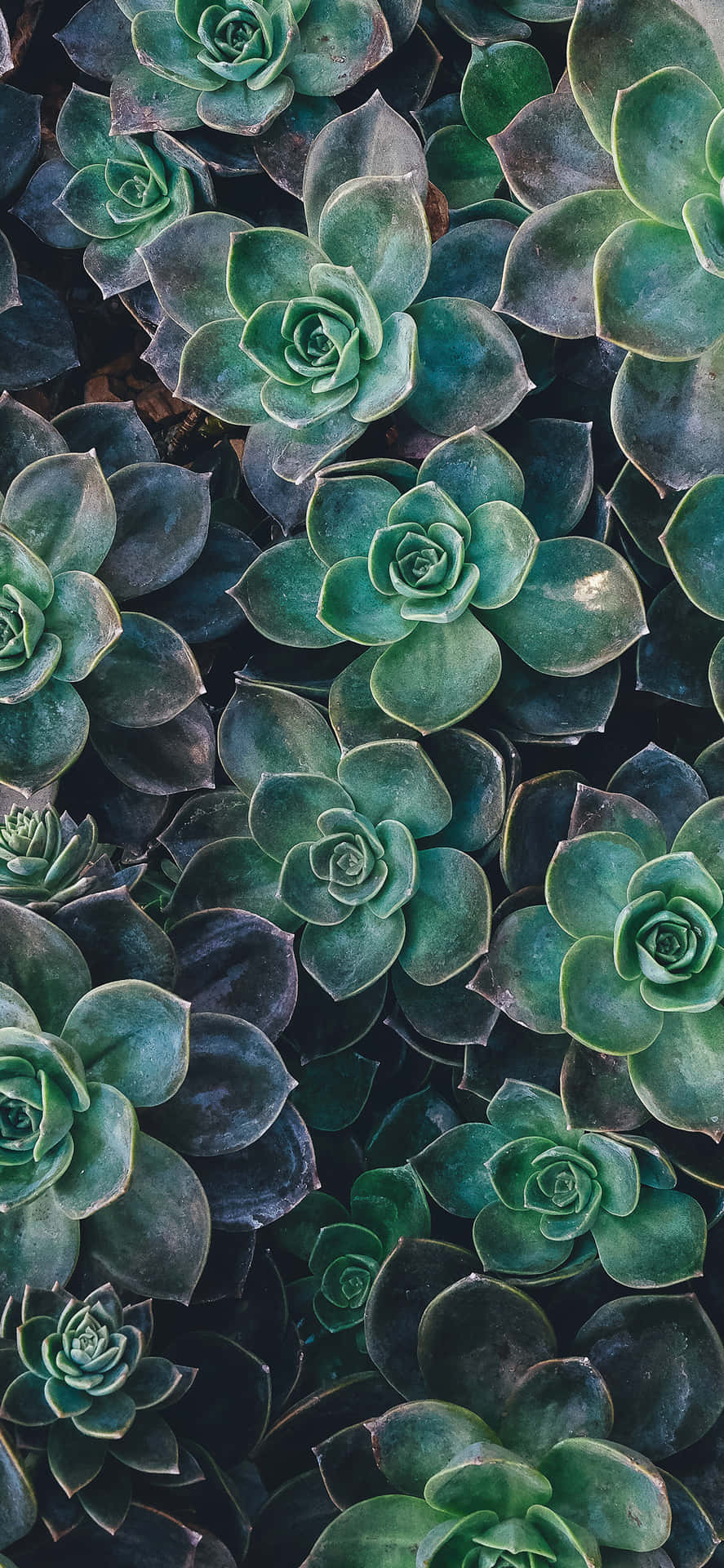 Plant Phone Wallpaper