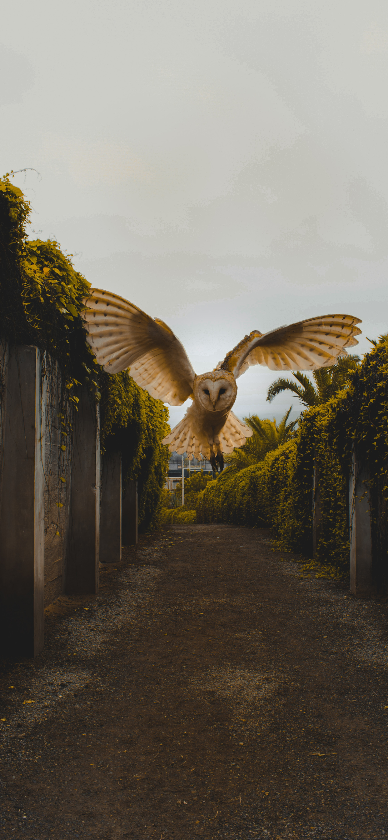 Owl Wallpaper for iPhone 11, Pro Max, X, 8, 7, 6