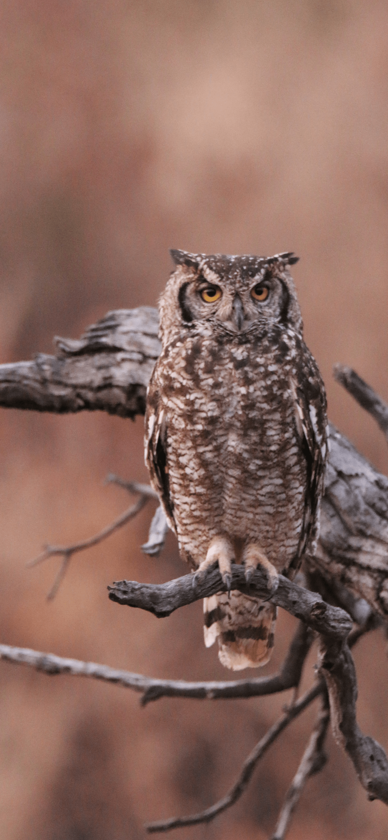 Owl Wallpaper for iPhone 11, Pro Max, X, 8, 7, 6