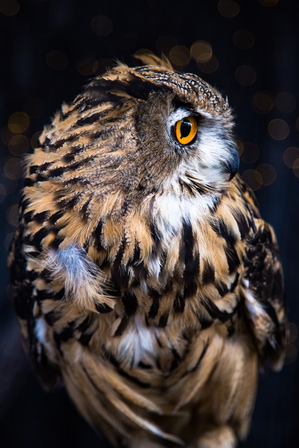 Owl Picture. Download Free Image
