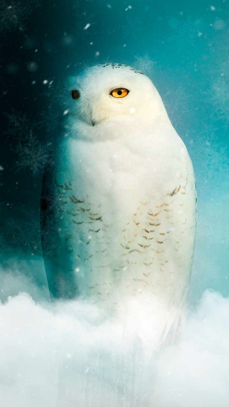 White Owl IPhone Wallpaper Wallpaper, iPhone Wallpaper. iPhone wallpaper image, White owl, Free iphone wallpaper
