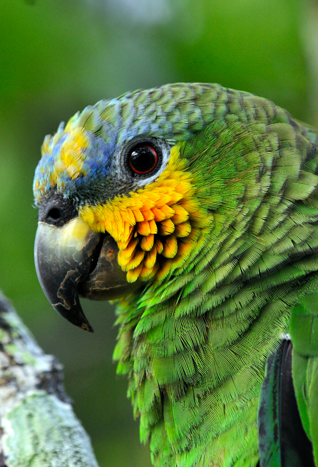 Parrot in the Amazon Brazil Wallpaper for iPhone 11, Pro Max, X, 8, 7, 6