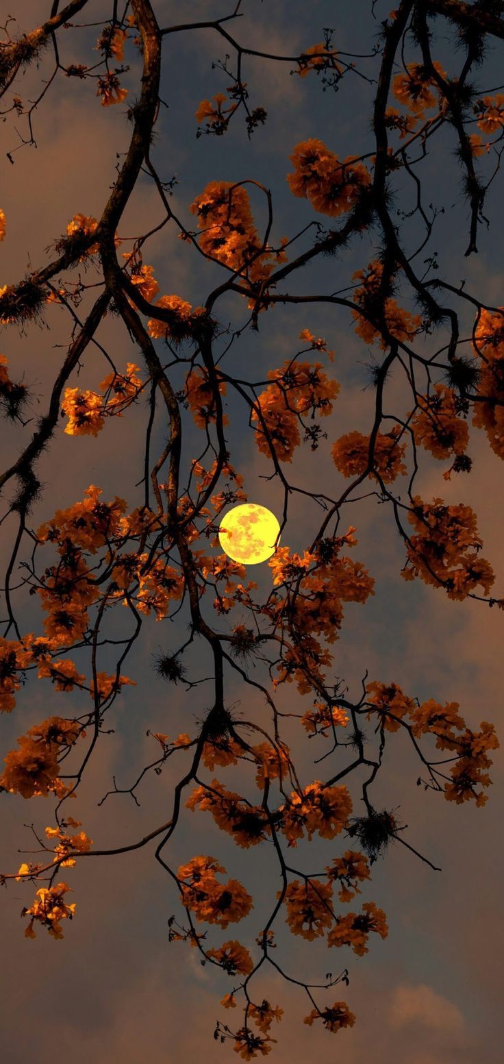 Of The Most Breathtaking Astronomy Photographs Of The Year 2020 Have Just Been Revealed. Wallpaper halloween iphone, Wallpaper estetika, Phone wallpaper